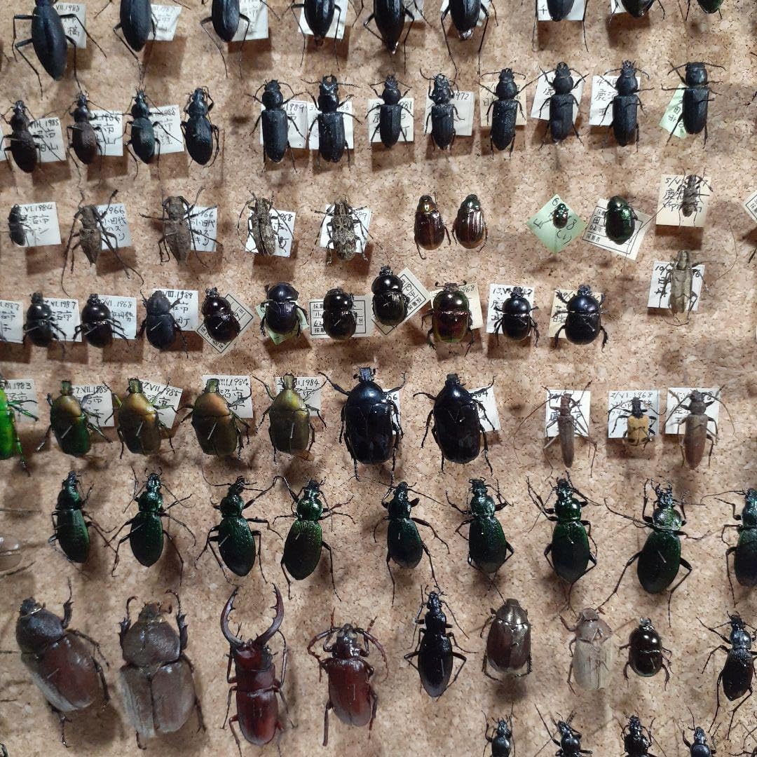 甲虫標本 カミキリムシ、オサムシほか66頭。大型ドイツ標本箱入り 甲虫