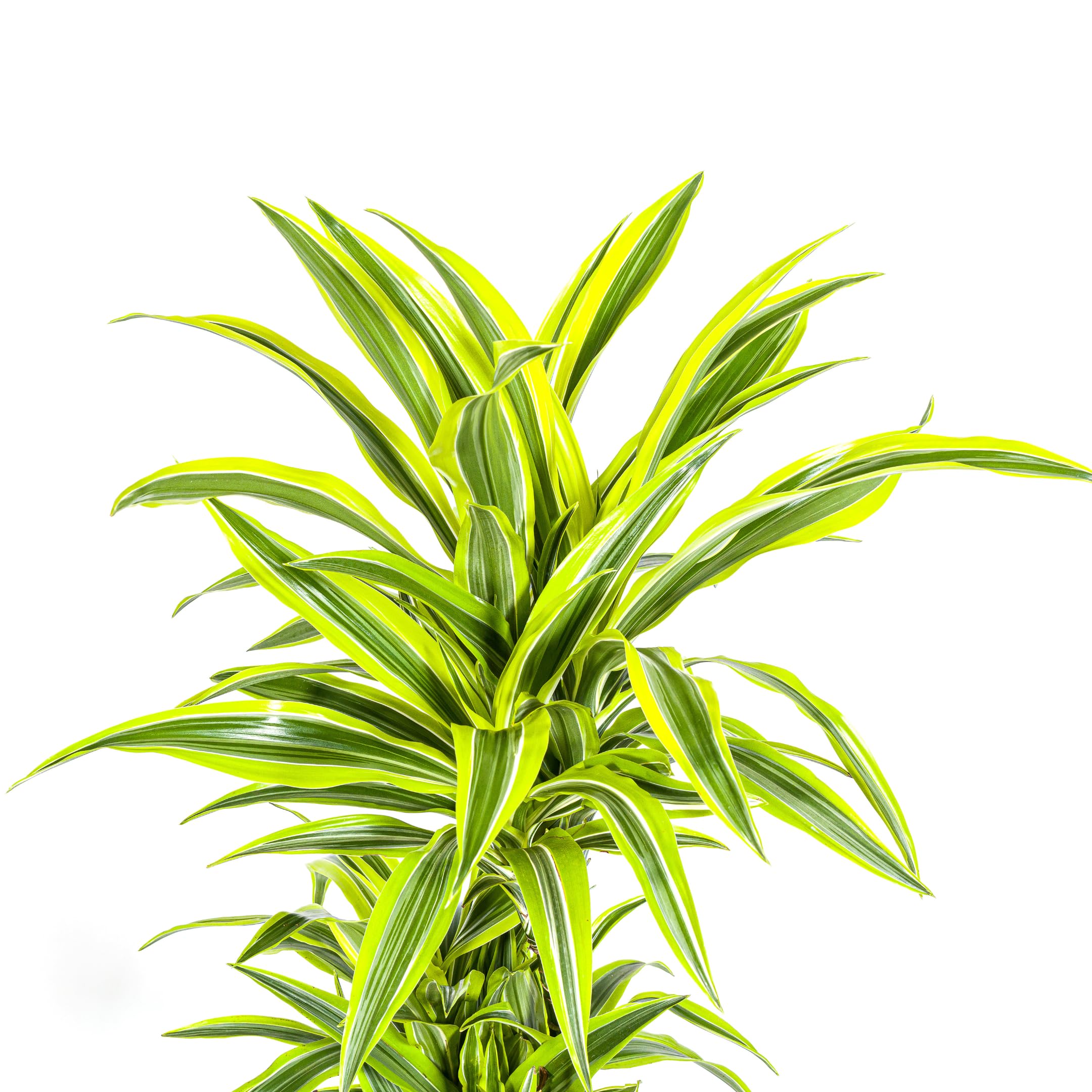 Dracaena deremensis "Lemon Lime" - Planta verde (24 cm)
