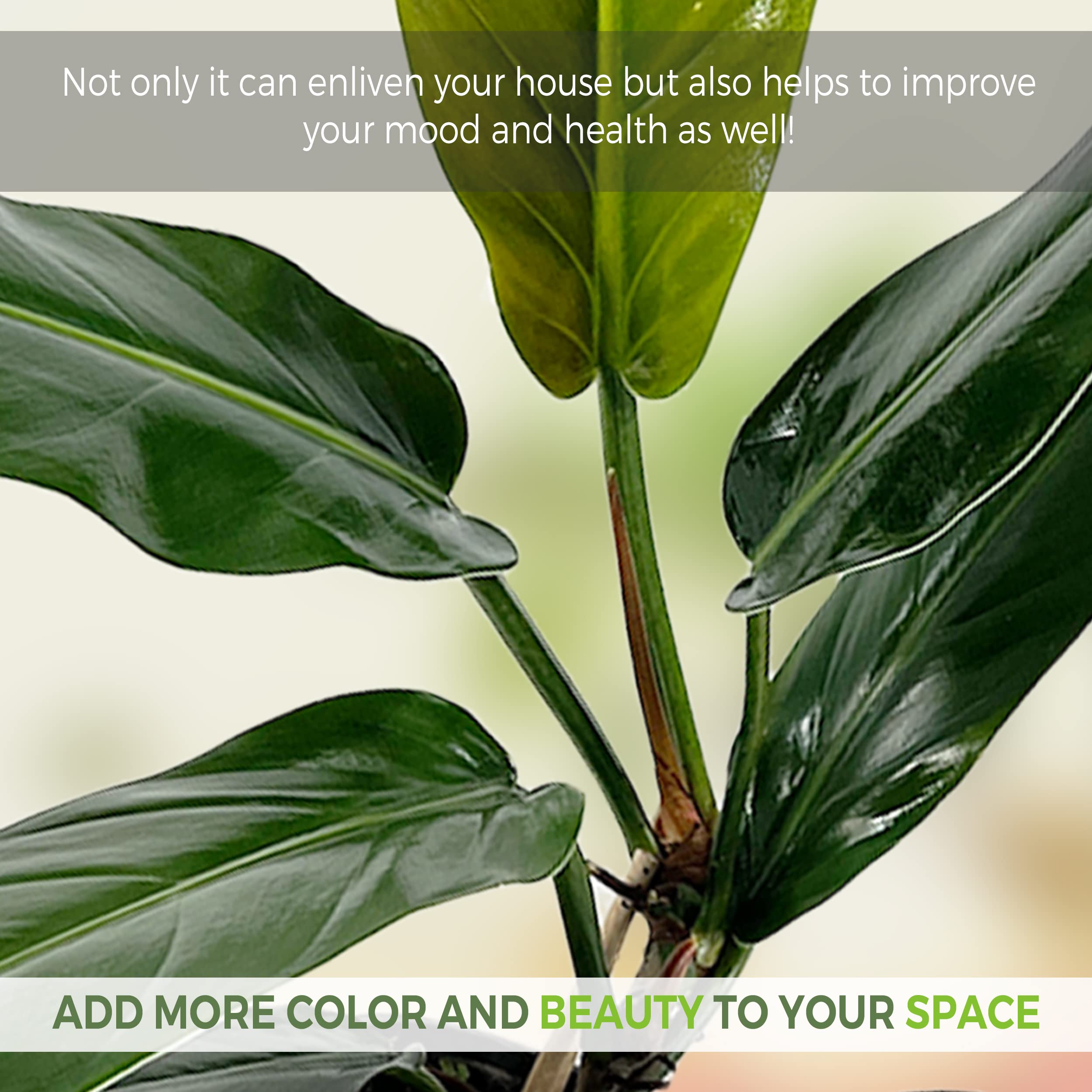 electric pink cordyline plant Electric Pink Cordyline