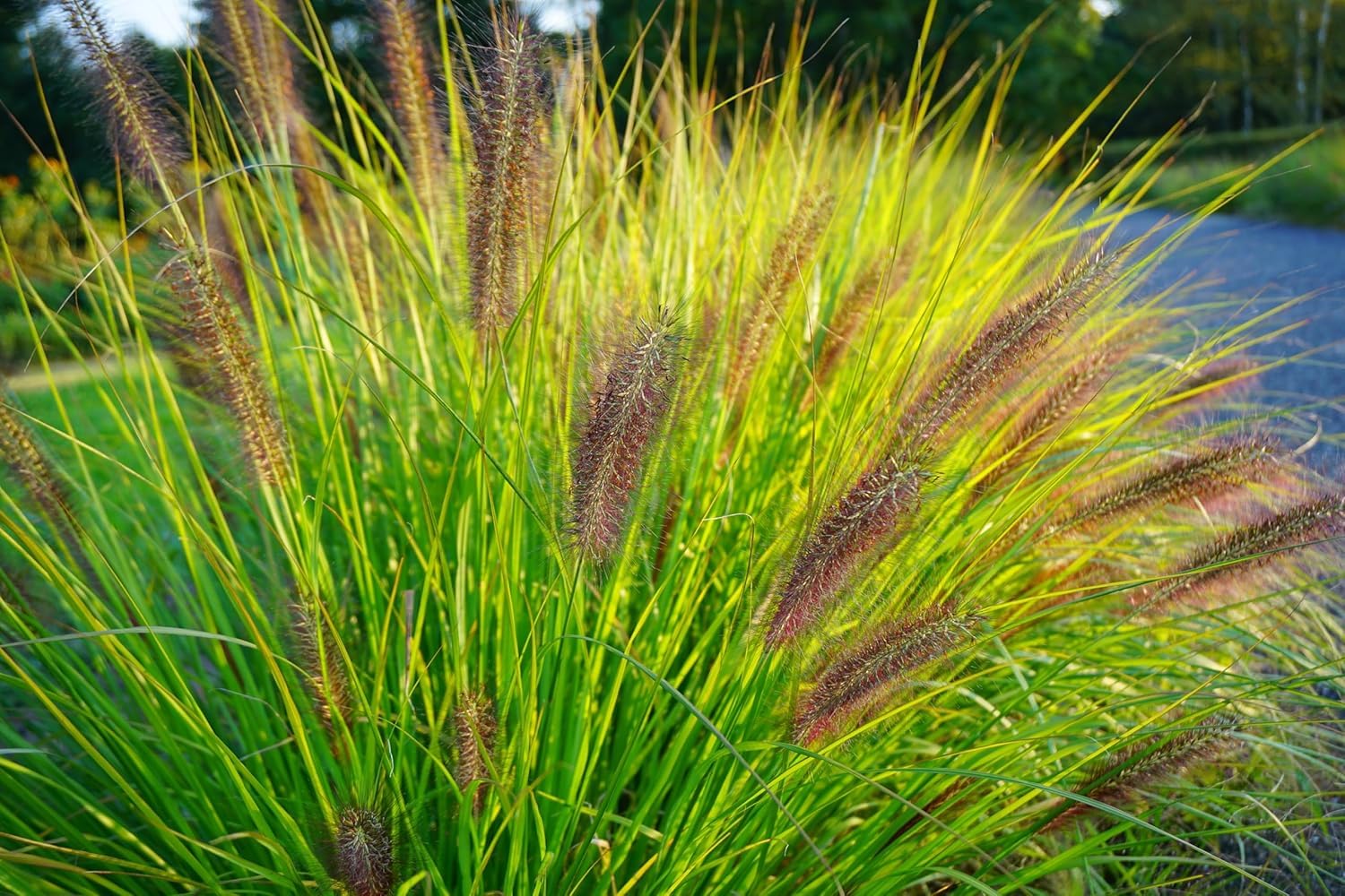 Stauden Gänge 10 x Pennisetum alopecuroides var. viridescens winterhart | Mittelhohes Ziergras für Sonne, Blüte August bis Oktober, mehrjährig, 1 L Topf (11x11 cm)