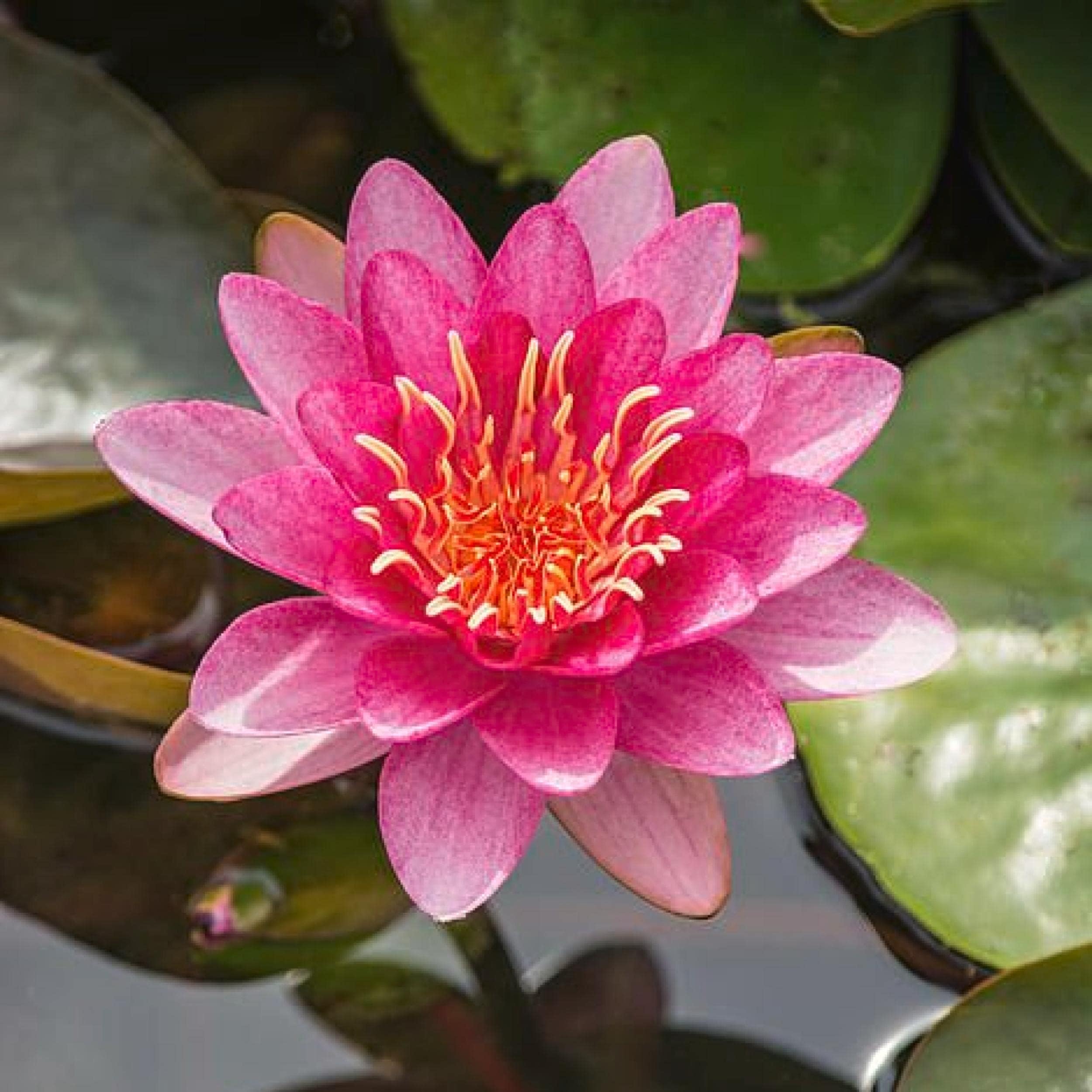 Ninfea viva, resistente e pre-cresciuta, pre-radicata, resistente, per il tuo laghetto o patio giardino d'acqua | Drop-N-Grow Convenienza - Rosso