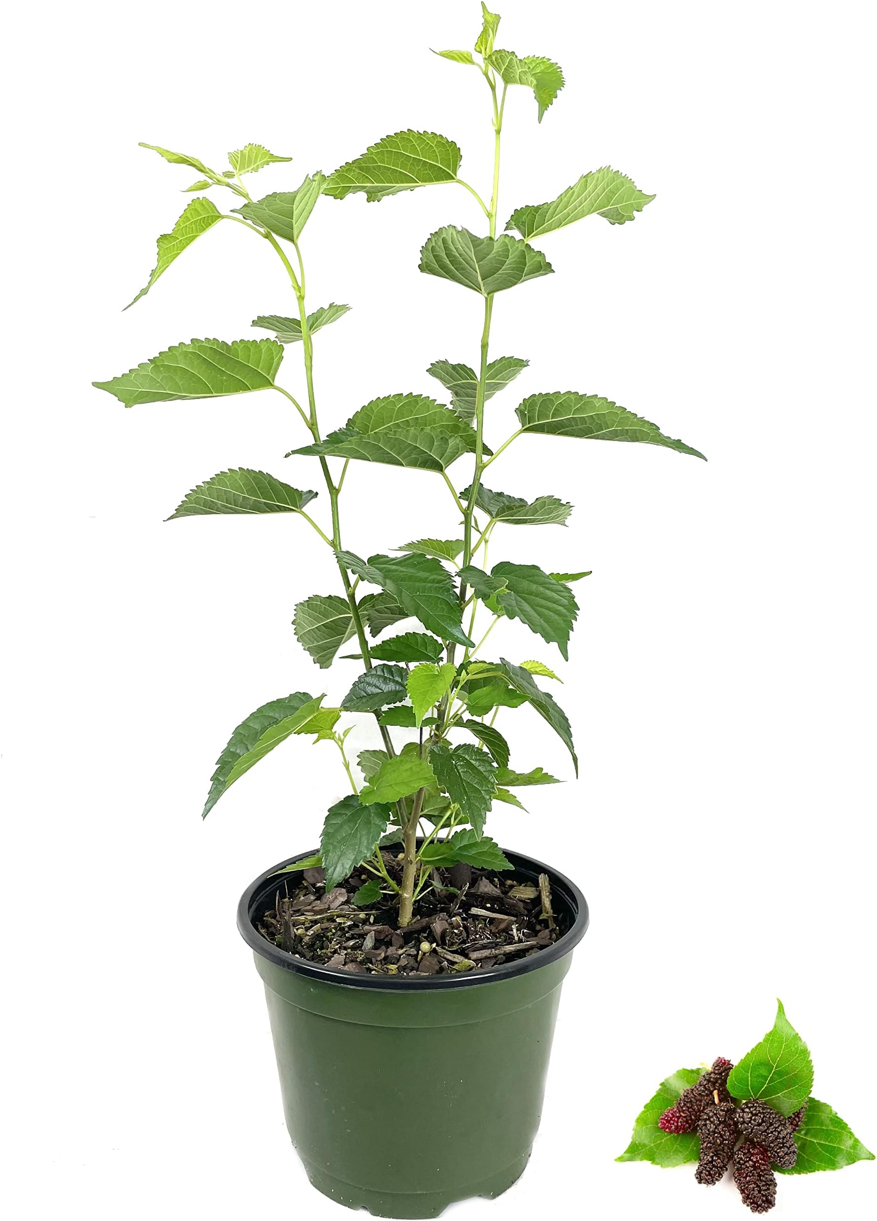 Everbearing Mulberry Tree - Live Plant in a 6 Inch Pot - Edible Fruit Tree for The Patio and Garden