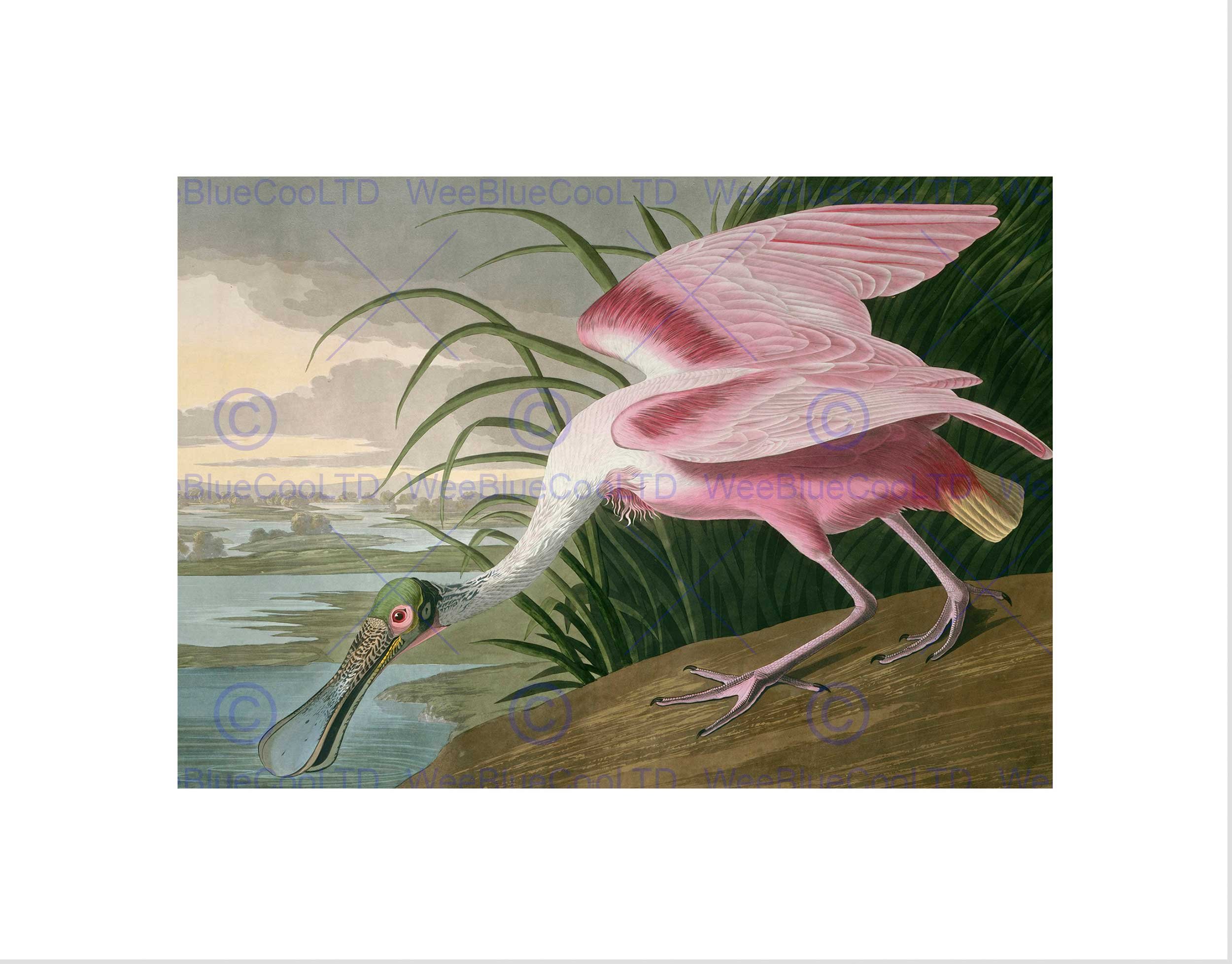 Wee Blue Coo Audubon American Roseate Spoonbill Wall Art Print