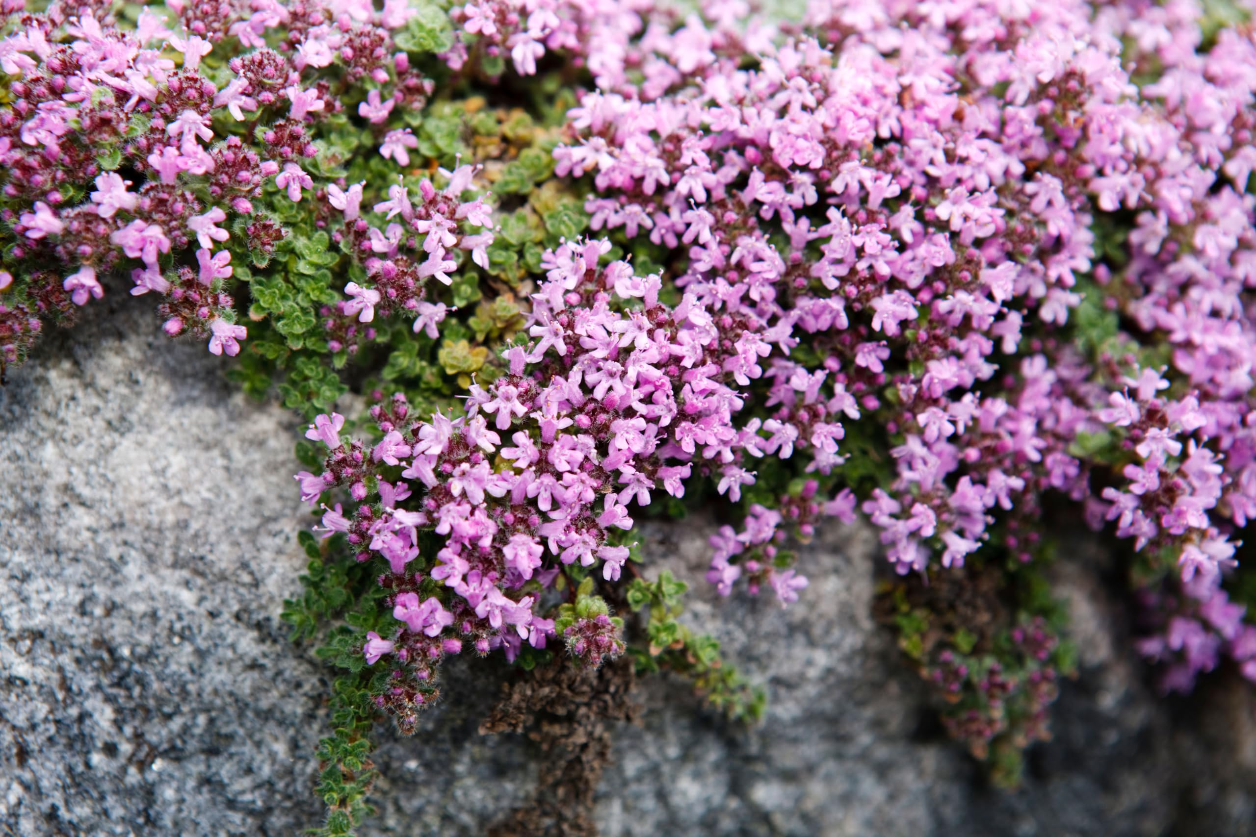 Stauden Gänge 10 x Thymus praecox 'Pseudolanuginosus' Wolliger Thymian