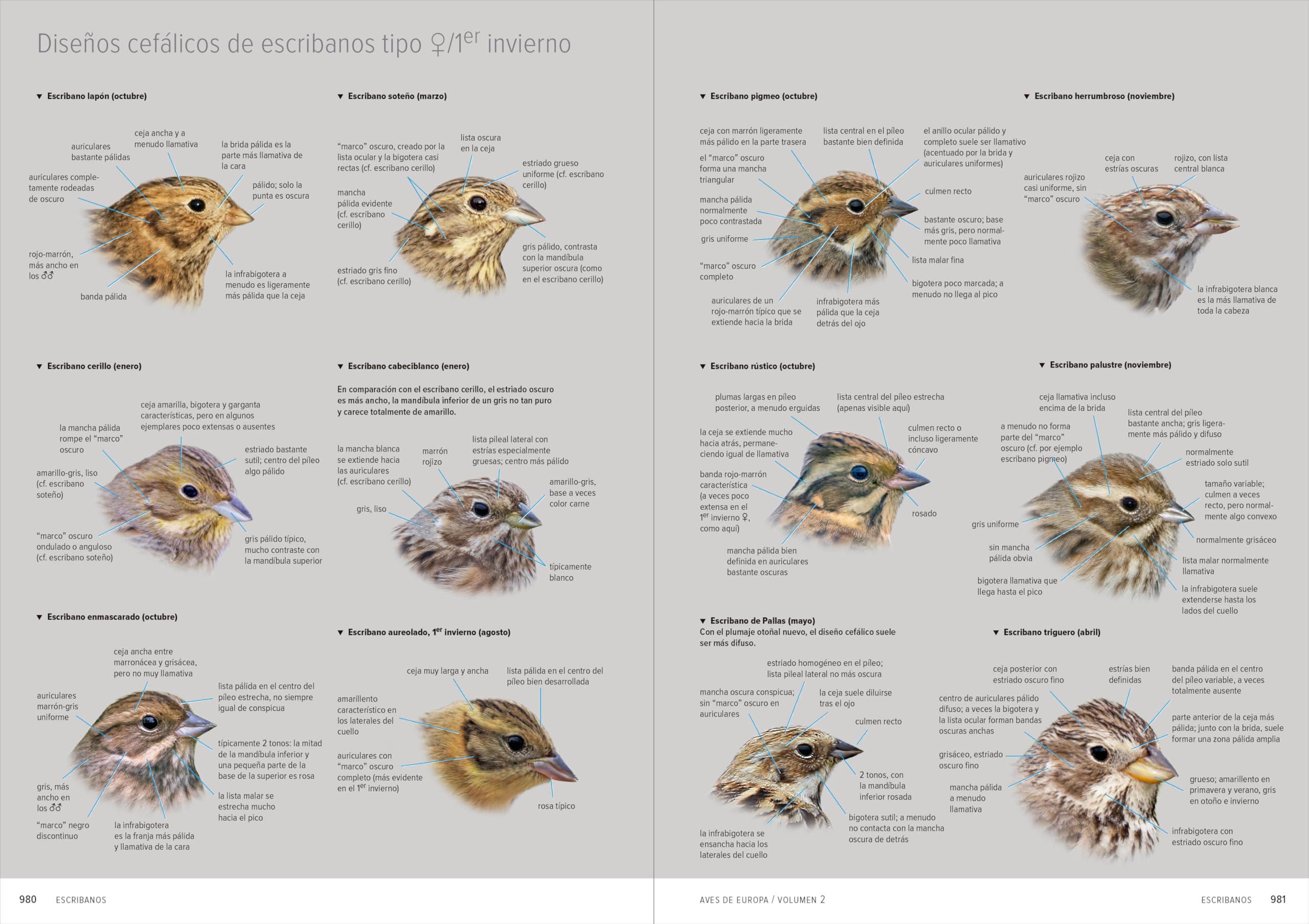 Aves de Europa: Identificación de todas las especies y plumajes