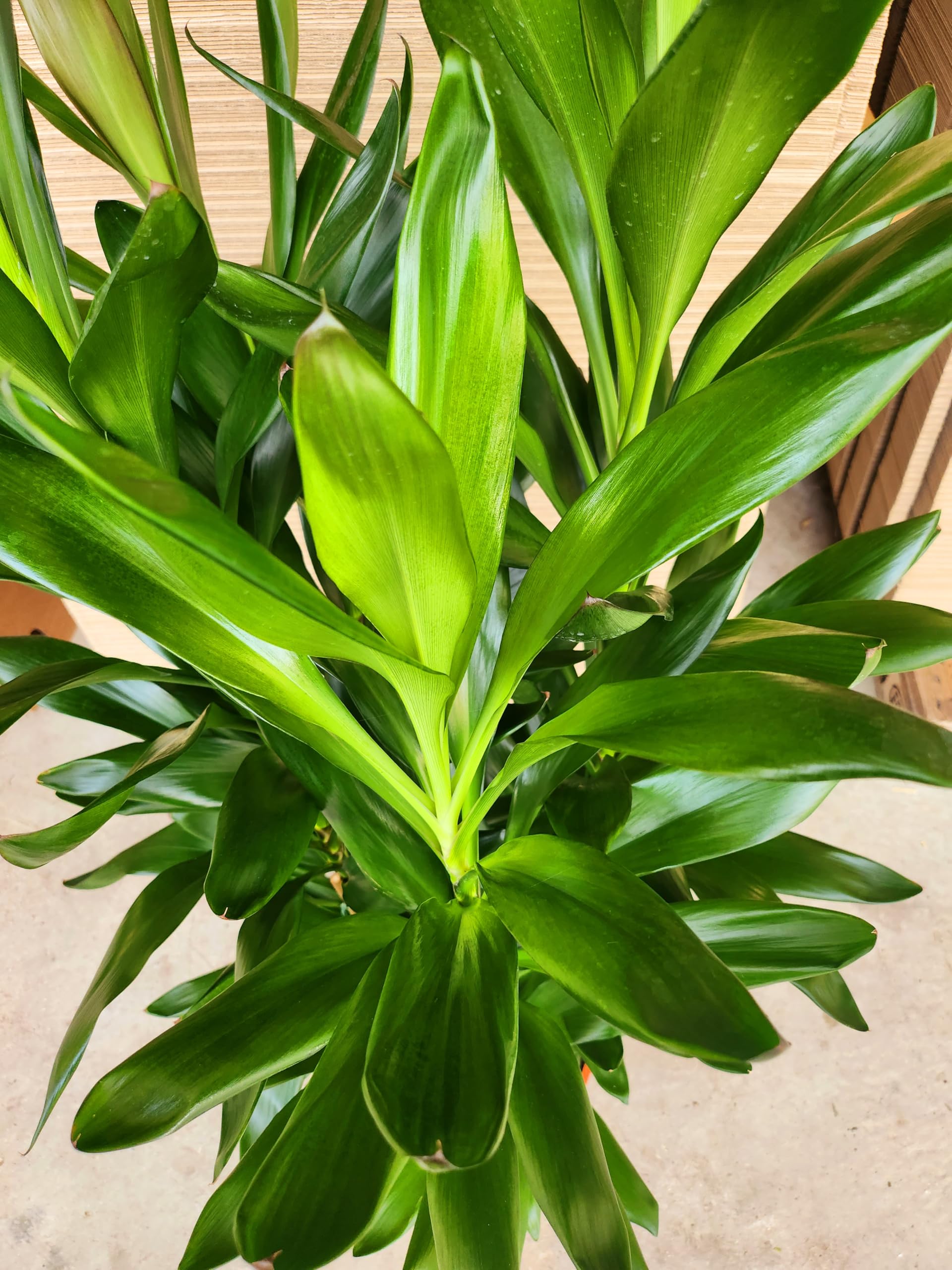 POWERS TO FLOWERS - DRACENA CORDILINE VERDE XXL, VASO 24CM, pianta da interno, pianta vera