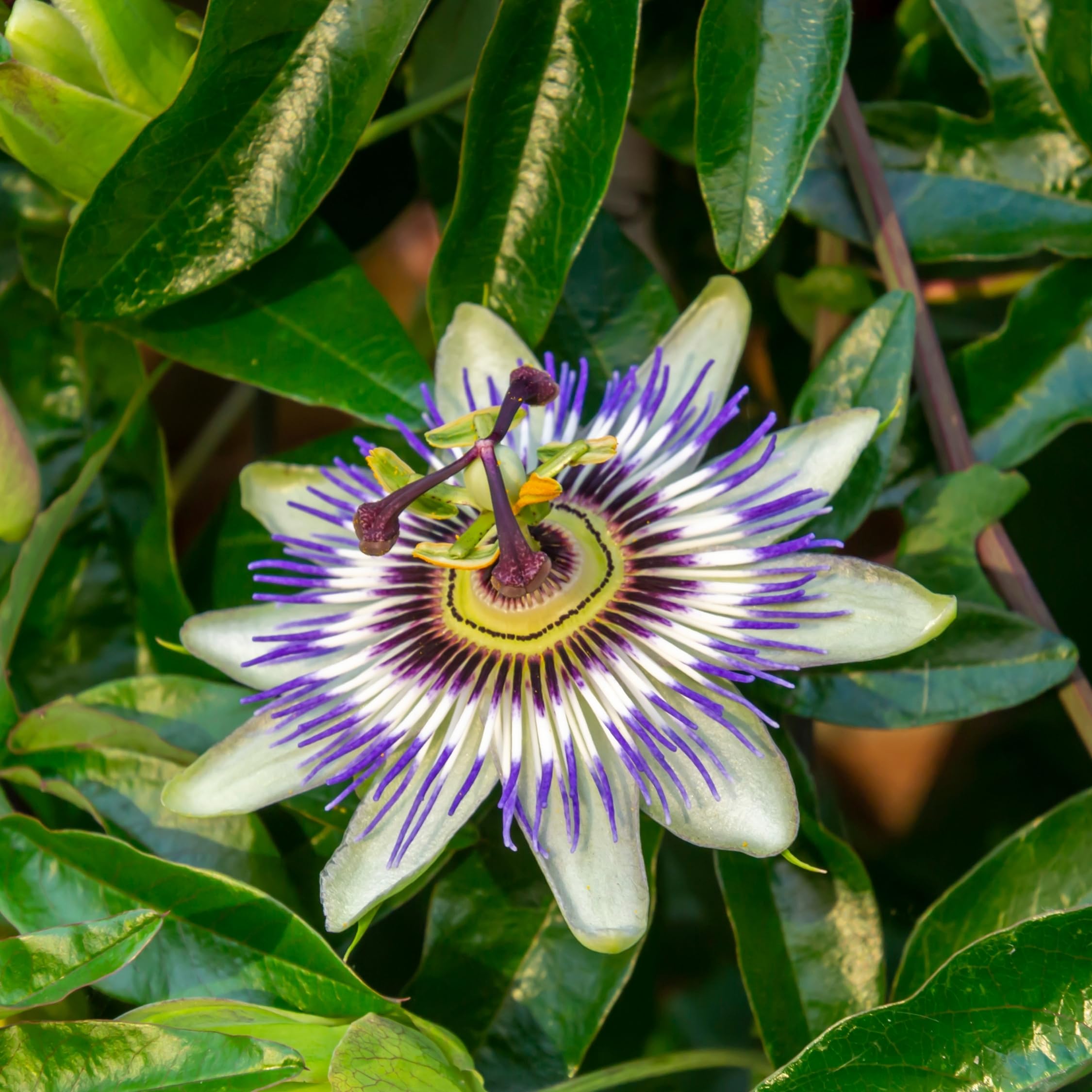 Plant in a Box - Passiflora hybridum - Mélange de 3 - Fruit de la passion - Plante grimpante - Pot 9cm - Hauteur 25-40cm