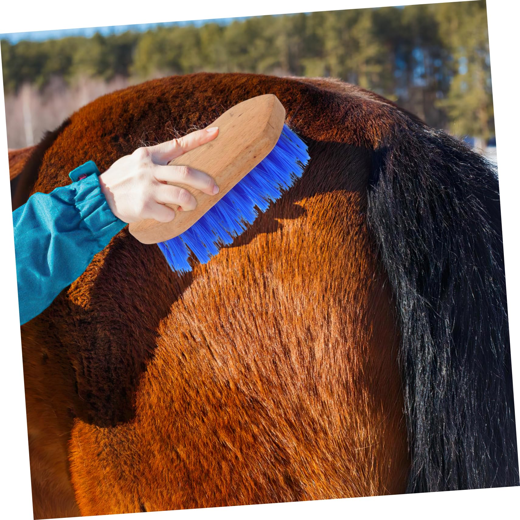 BESPORTBLE 5 Piezas cepillo de caballo cerda cepillo de aseo para caballos raspador de sudor para ganado depilación mascota cepillo de pelo práctico cepillo para caballos de madera Blue