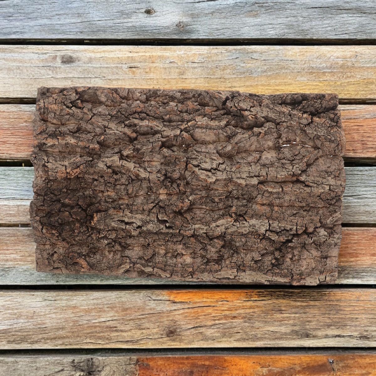 GLEAVI 2 Stück Natürliche Korkrinden Hintergrundplatten für Reptilien Terrarien mit Natürlicher Ästhetik und Widerstandsfähigem Material für Einsiedlerkrebse und Schlangen in Heim
