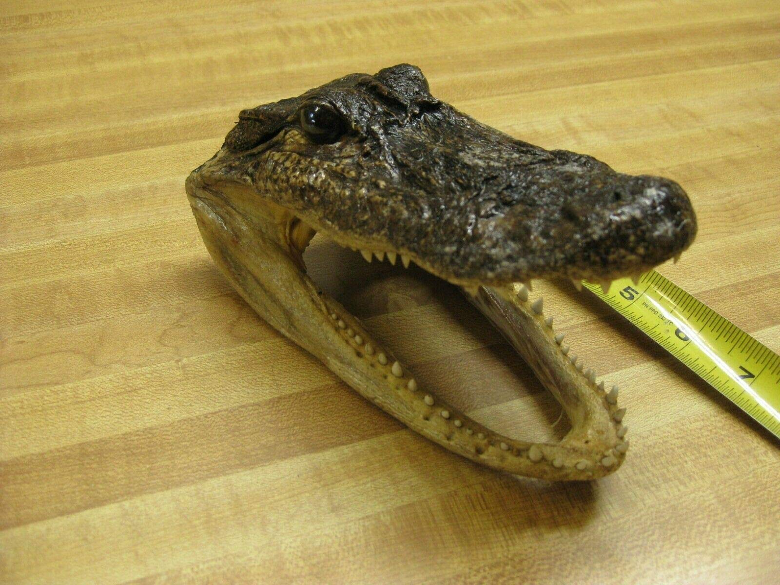 Real Bone Alligator Head Skull 7