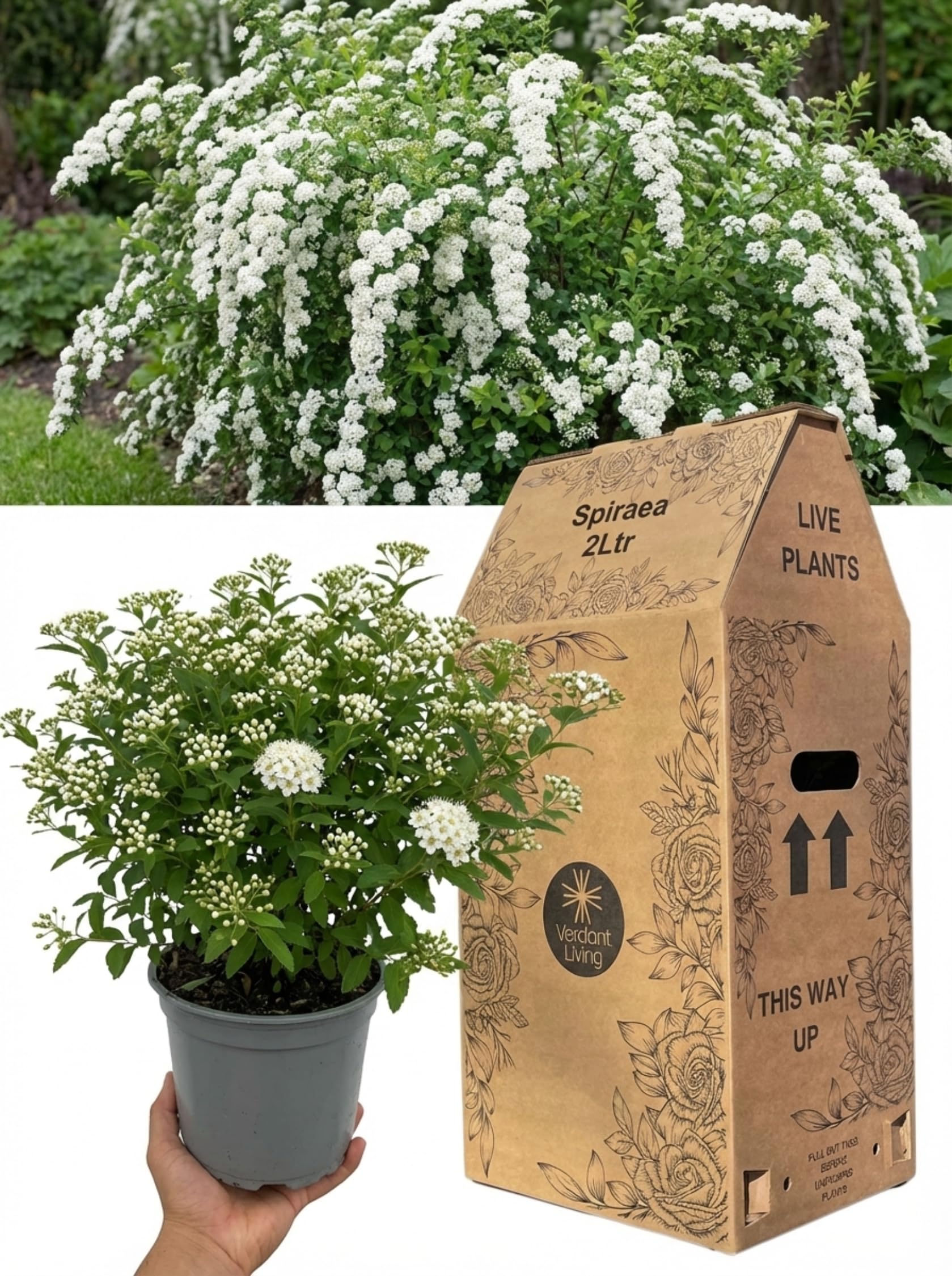 Spiraea Snowmound Plant in 2Ltr Pot – Hardy White Flowering Shrub for Gardens, Hedging, Borders & Patio – Compact, Easy Care, Bee Friendly, Fast Growing Deciduous Shrub, UK Grown