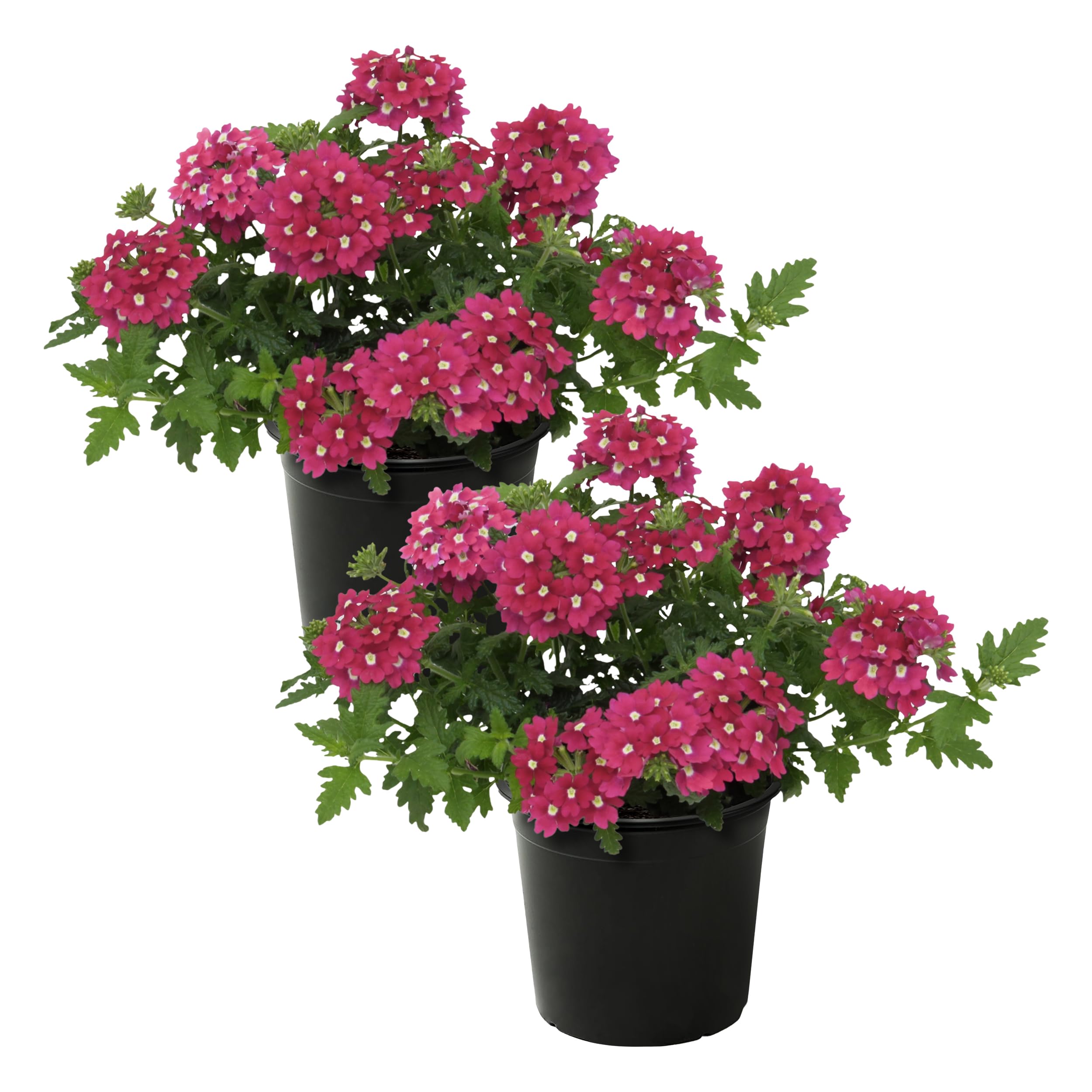 Live Flowering Verbena Shades of Pink
