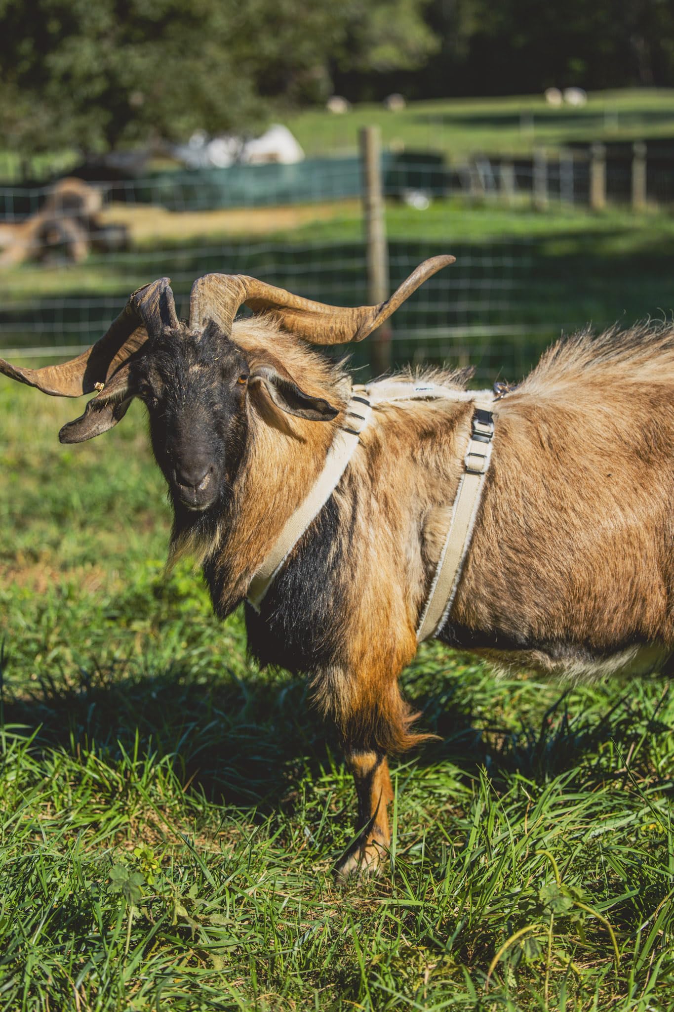 Asatre Goat Harness - Adjustable Livestock Harness – X-Large
