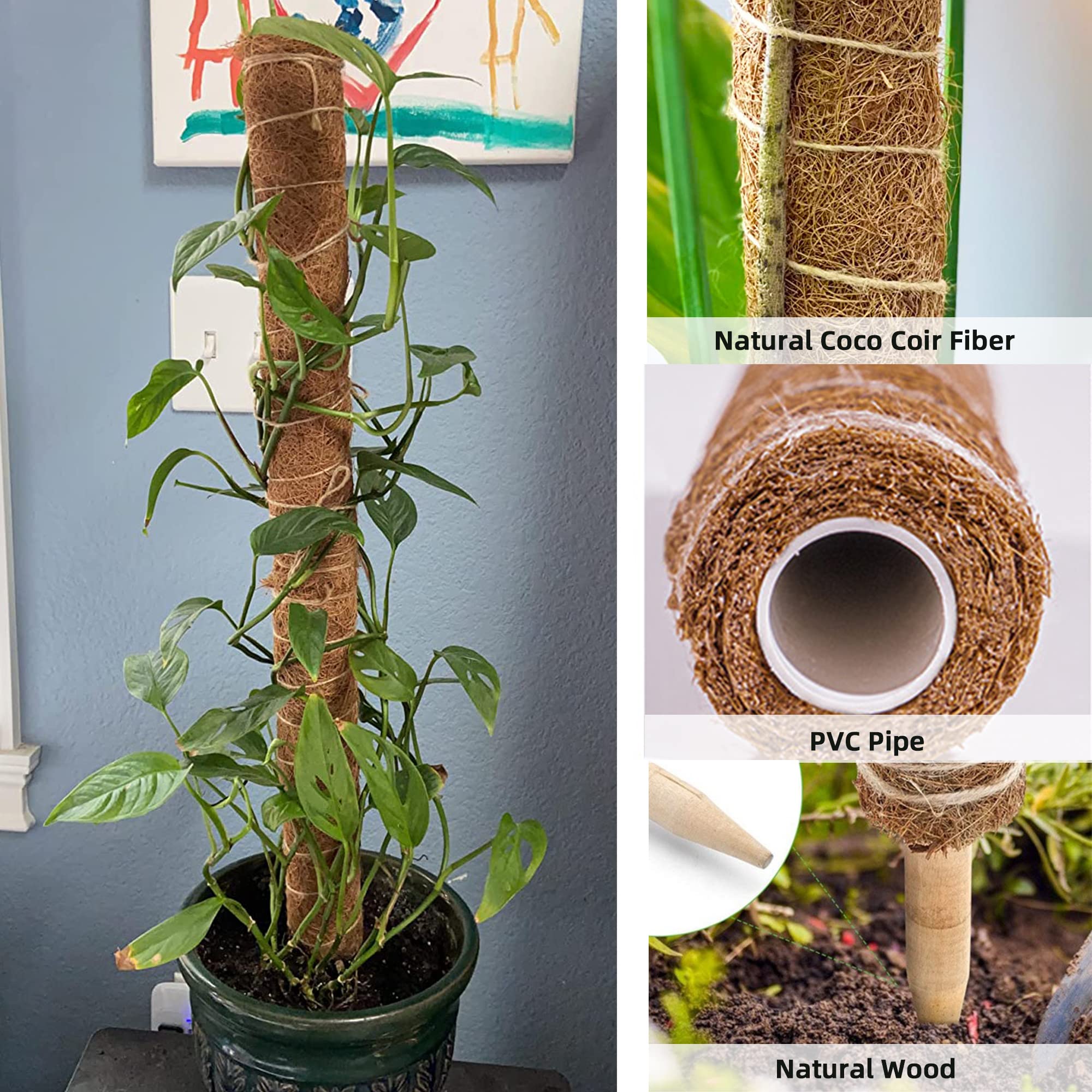 philodendron ring of fire pflege Shop 'Philodendron Ring of Fire' Care & Growing Guide