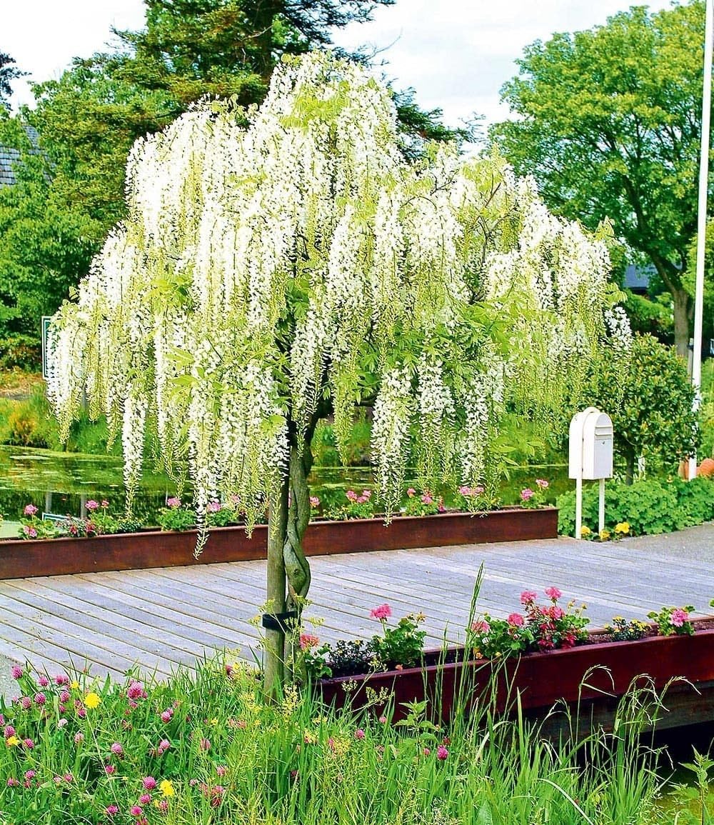 BALDUR Garten 1x Weißes Blauregen-Stämmchen Alba, Pflanze im 2 Liter-Topf, Glyzinie, Wisteria sinensis Alba, bienenfreundlich, Lieferung auf Stamm (nicht geflochten),winterhart, blühend