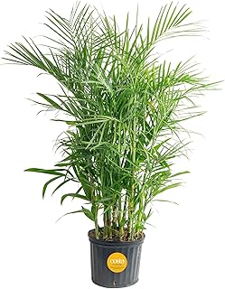 Costa Farms Bamboo Palm Live Plant in Decorative Pot, Air Purifying Larg...
