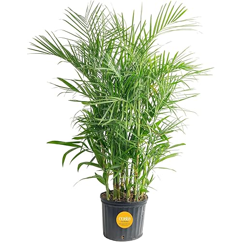 Costa Farms Bamboo Palm Live Plant in Decorative Pot, Air Purifying Large Indoor Houseplant, Perfect for Home, Room, or Office Decor, Great House Warming or Birthday Gift, 3-4 Feet Tall