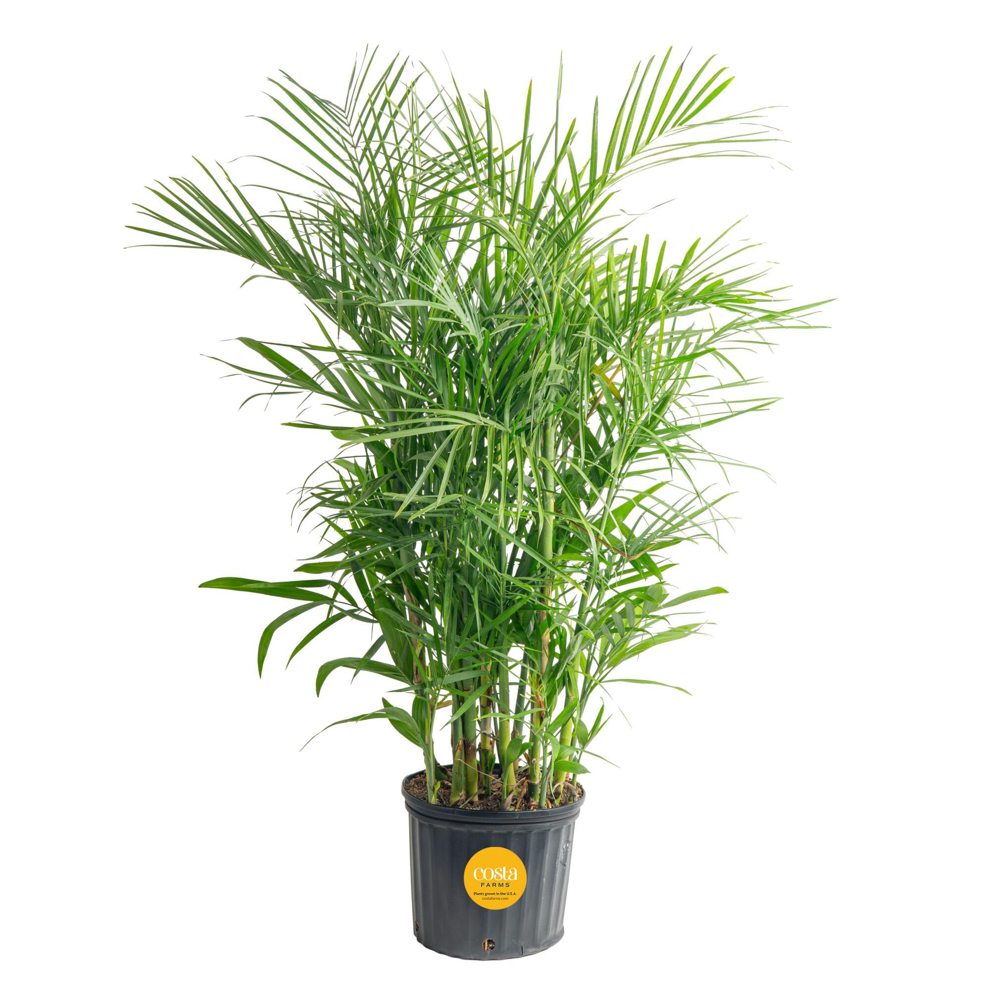 Bamboo Palm Live Plant in Decorative Pot, Air Purifying Large Indoor Houseplant, Perfect for Home, Room, or Office Decor, Great House Warming or Birthday Gift, 3-4 Feet Tall