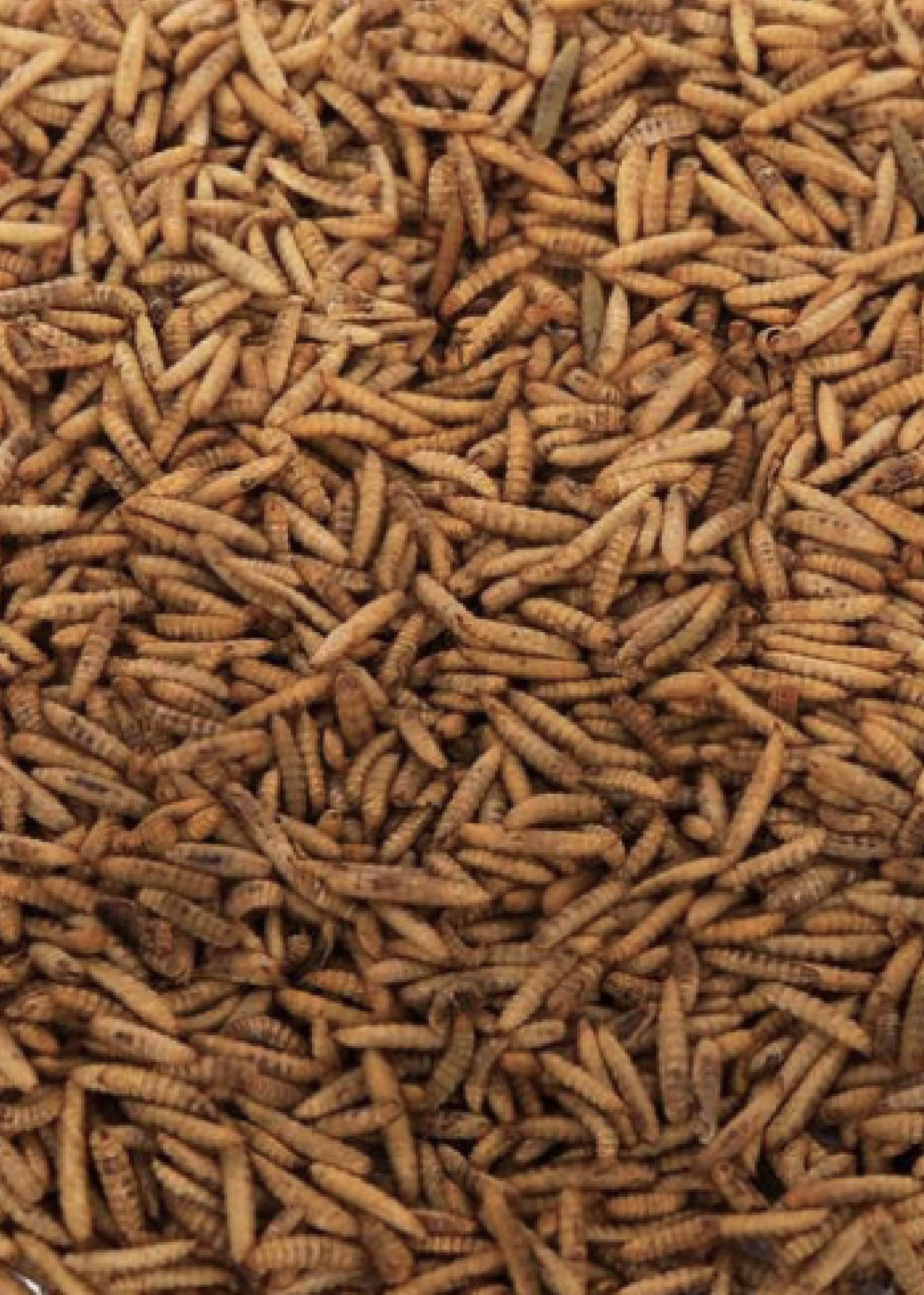 Buy Maltbys' Stores 1904 Limited Dried Calciworms 1kg Premium Wild Bird