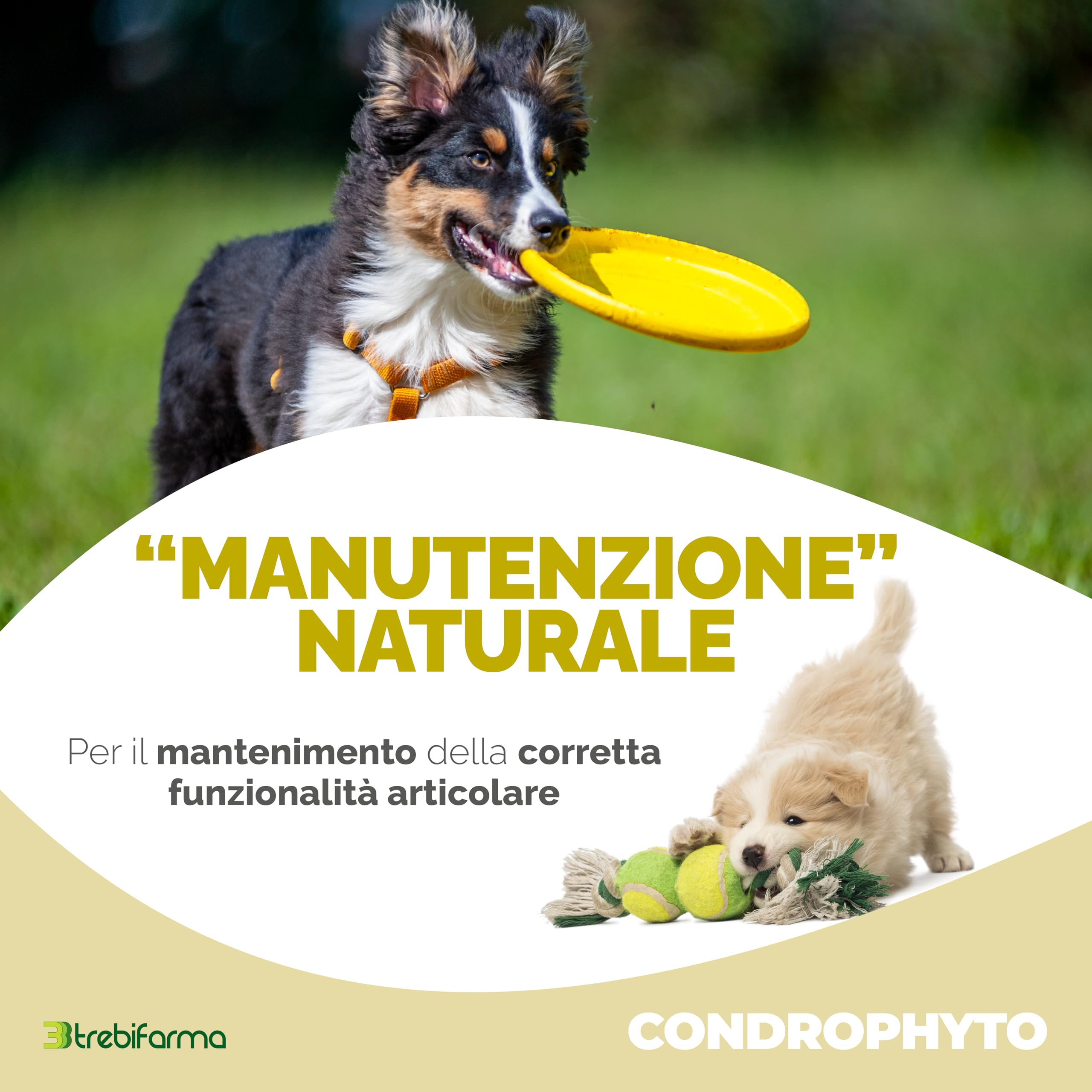 Condrophyto - 3BF - Mangime Complementare in Polvere per Cani/Gatti - Supporto Articolare - 300 g - Trebifarma