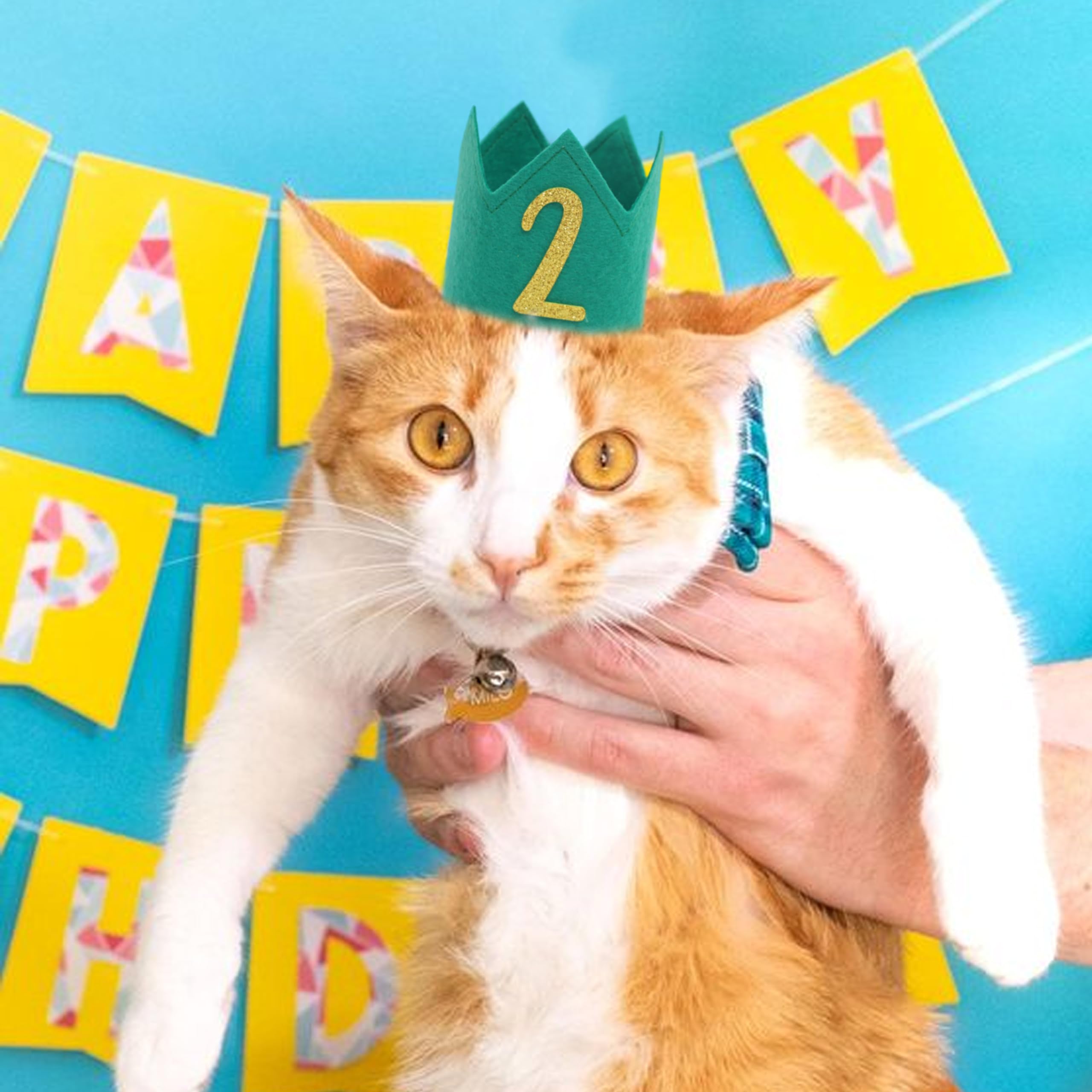 Amazon.com : Dog Cat 2nd Birthday Crown - Dog Cat Second Birthday