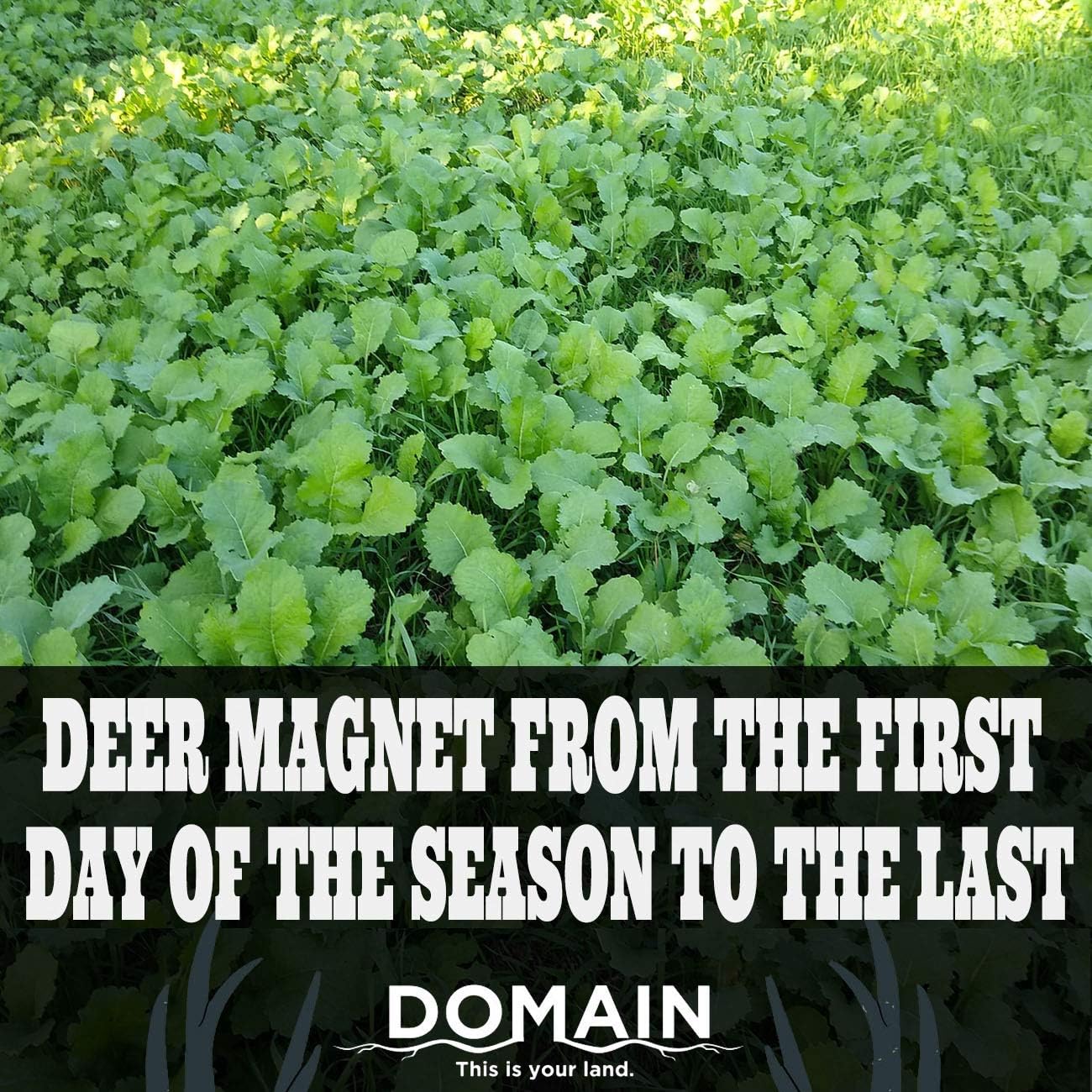 Domain Outdoor Big Sexy Deer Food Plot Seed, 1/2 Acre, High Level of Nutrients & Protein to Support Antler Growth and Health, Cold Tolerant, Fast Germination, Easy to Plant