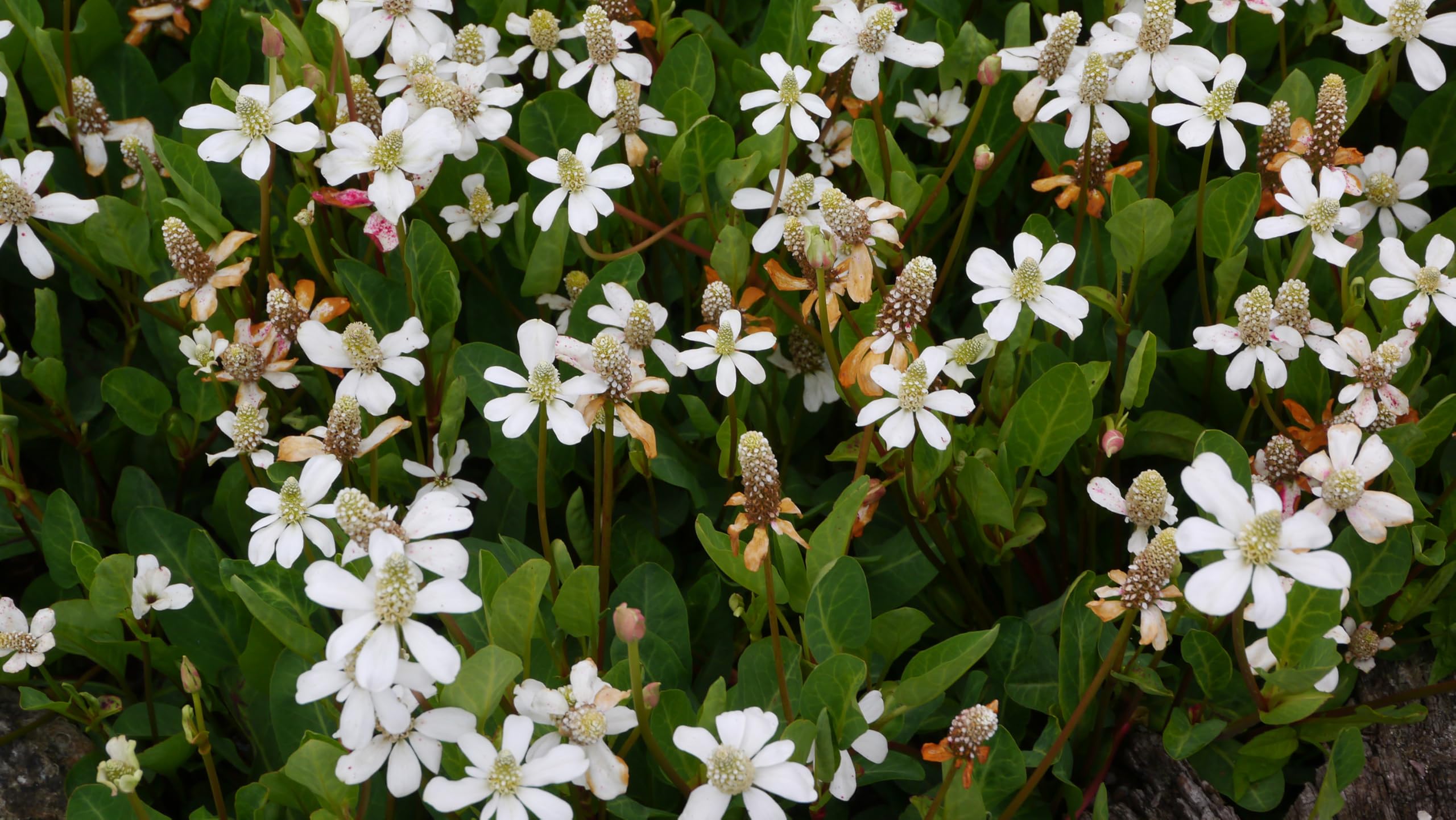Lincsplants - Anemopsis californica-1 / 3Ltr Potted