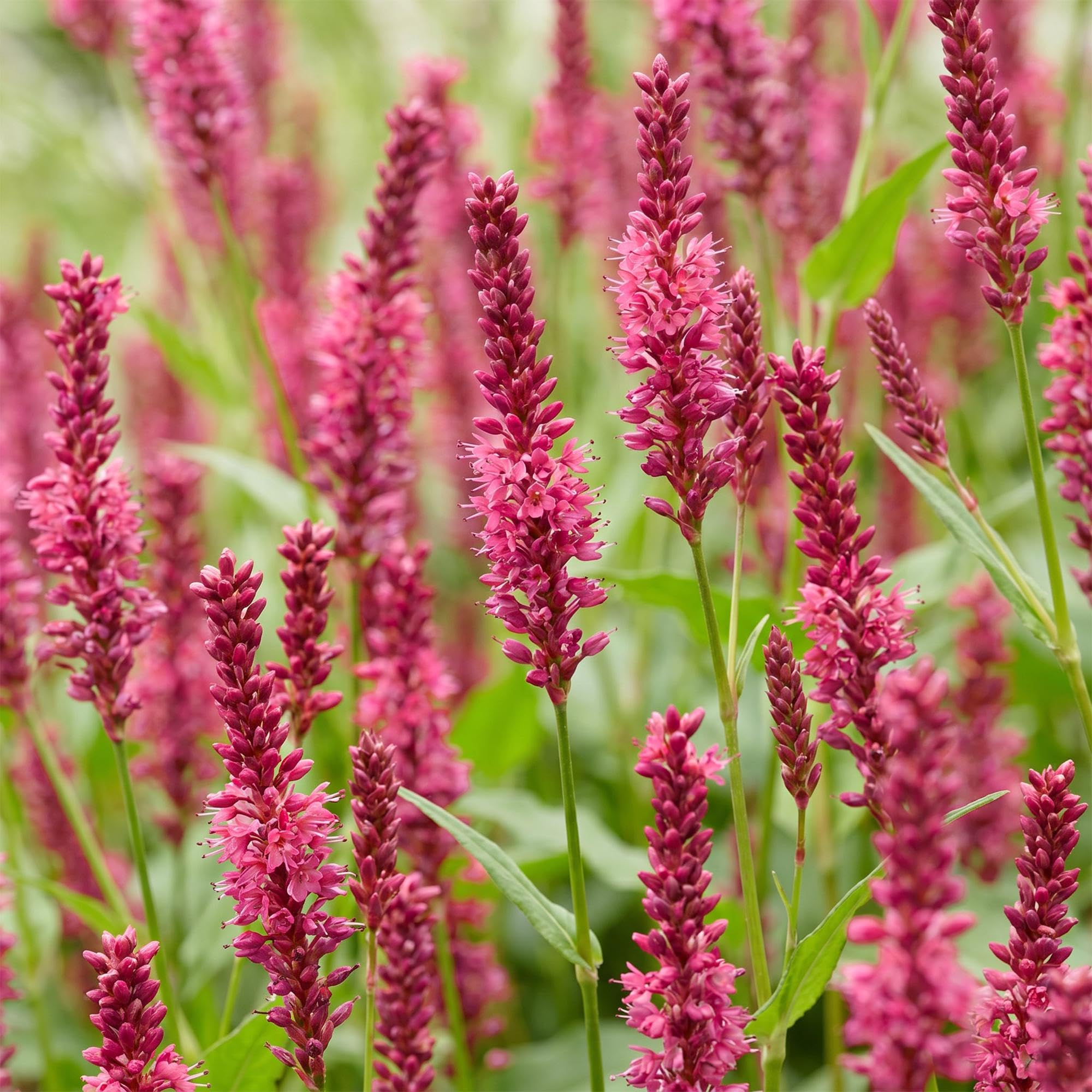 Green boutiQ - Plante vivace - Persicaria amplexicaulis - Renouée - Attire les abeilles et les papillons - Rouge - 24 Plantes - Pot 11cm - Hauteur 15-25cm