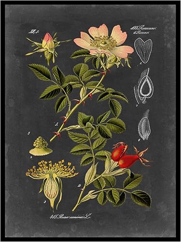 Vista 2 de Trademark Fine Art WAG00949-C1824GG Midnight Botanical I de Vision Studio, 18 x 24 pulgadas, 18 x 24 pulgadas, multicolor