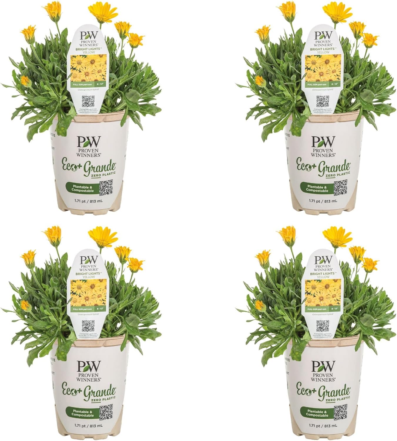 Proven Winners Bright Lights Yellow African Daisy (Osteospermum) Live Plant, Eco+ Grande, 4 Pack