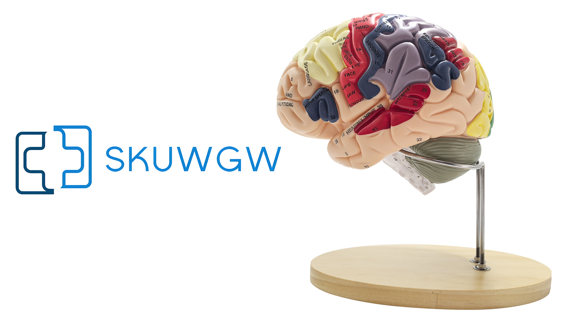 Image of Brain Model 3D, 2 Times Enlargement 4-Part Human Brain Model with Functional Area Color Separation and Anatomical Location Identification for Learning the Structure of the Brain