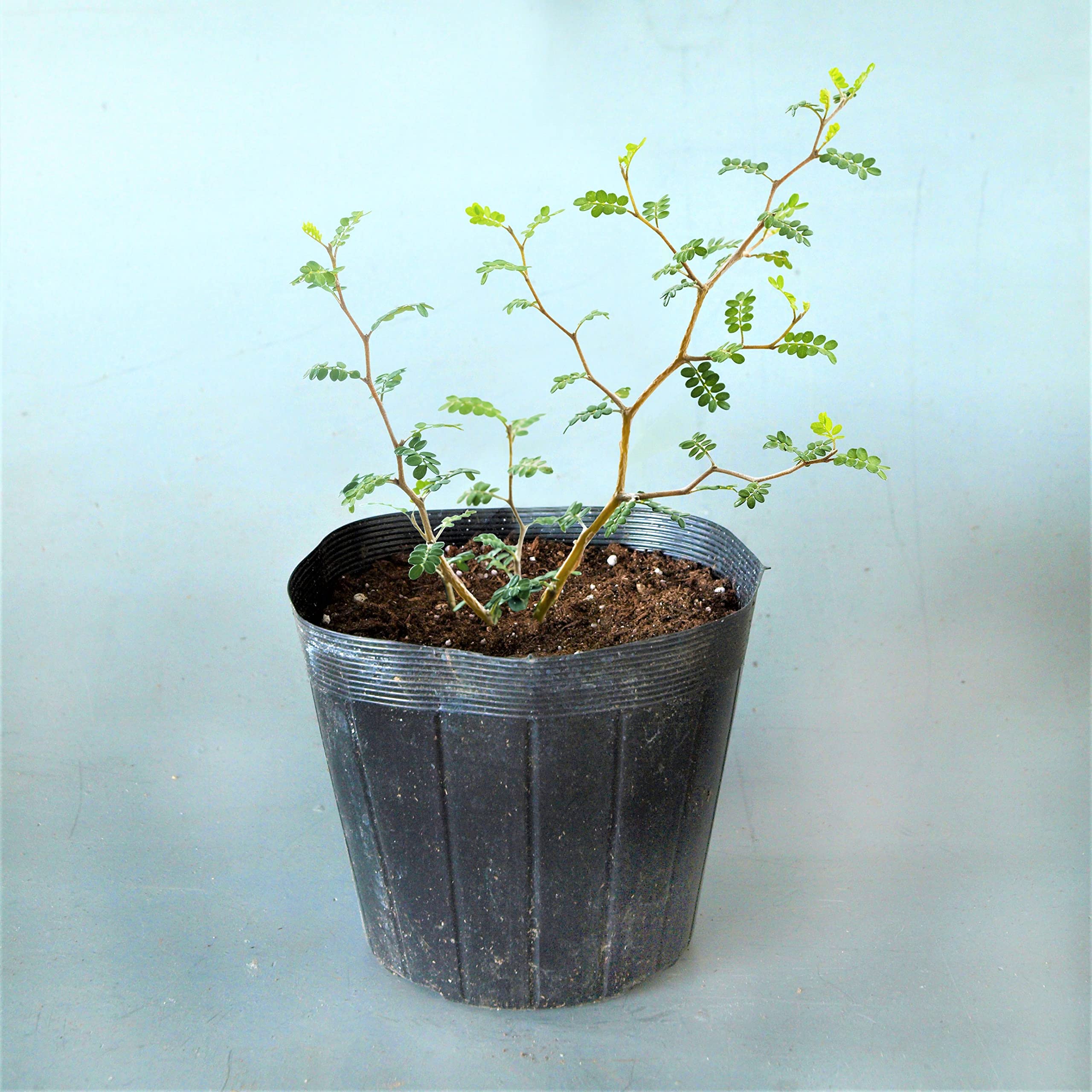 Amazon.co.jp: はなみどり 観葉植物 ソフォラ リトルベイビー 1株