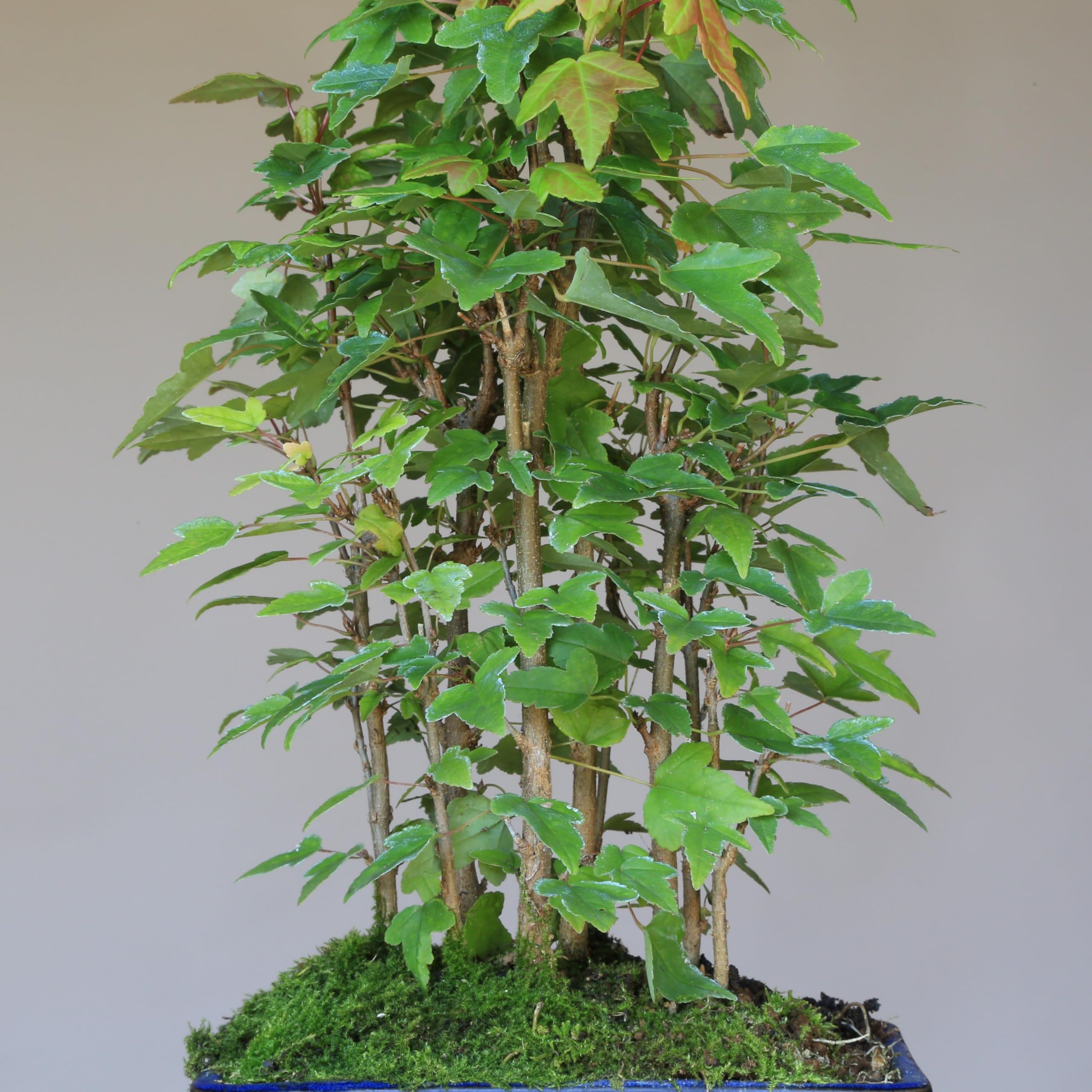 Amazon.co.jp: カエデ【楓】寄せ植え 小品盆栽【泰寿園Online】 : DIY