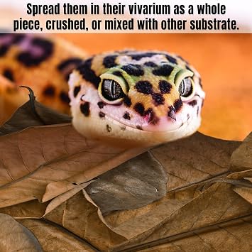SunGrow Leaf Litter for Snakes, 10 Pcs Medium Indian Almond Catappa Leaves Substrate Maintain Humidity in Corn Snake and Ball Python Terrarium, 4-7 Inches, Reptile Tank Decor Accessories
