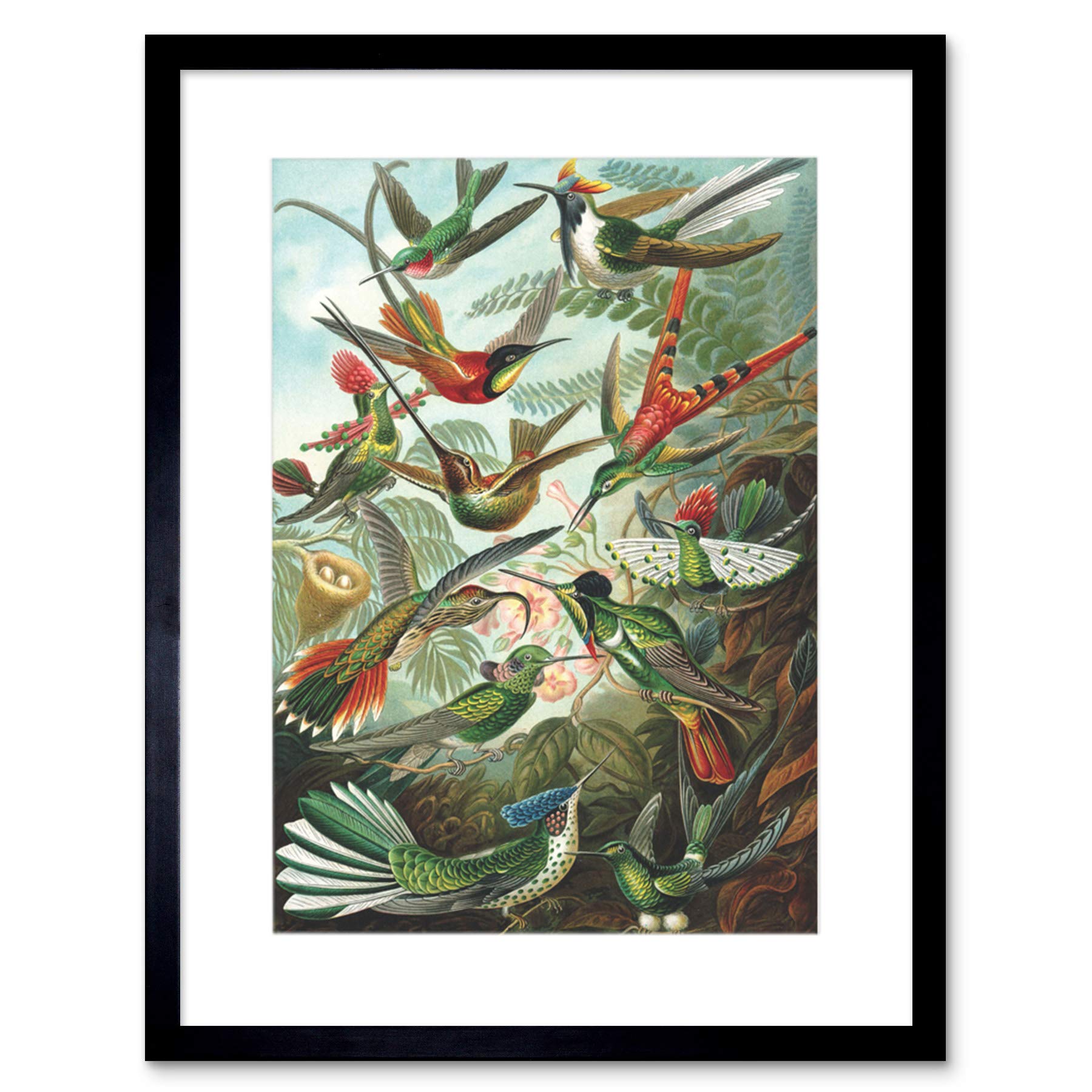 Artery8 Nature Biology Bird Humming Ernst Haeckel Germany Framed Wall Art Print from B&Q