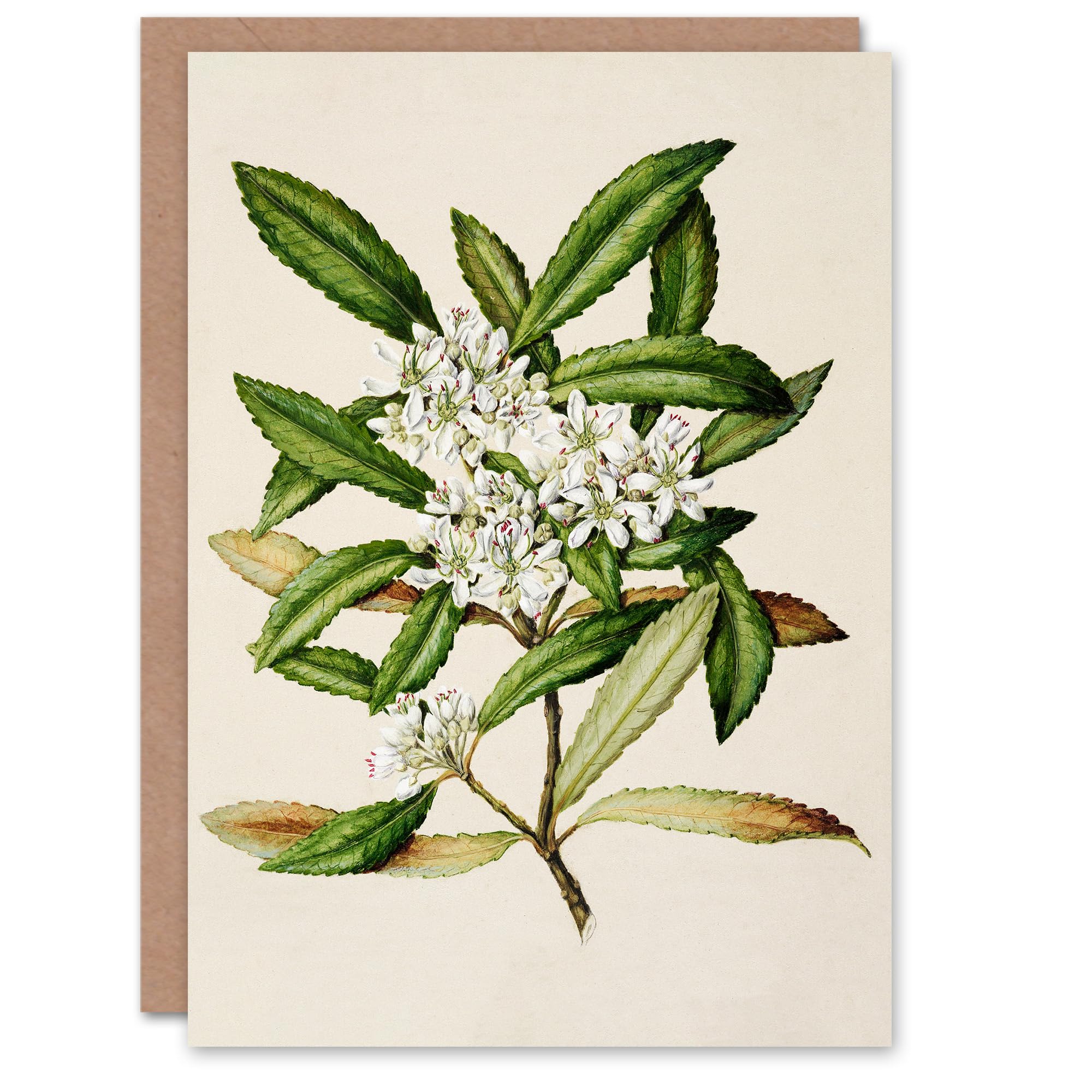 Artery8 Sarah Featon Art Card New Zealand Tawari Plant Flowers