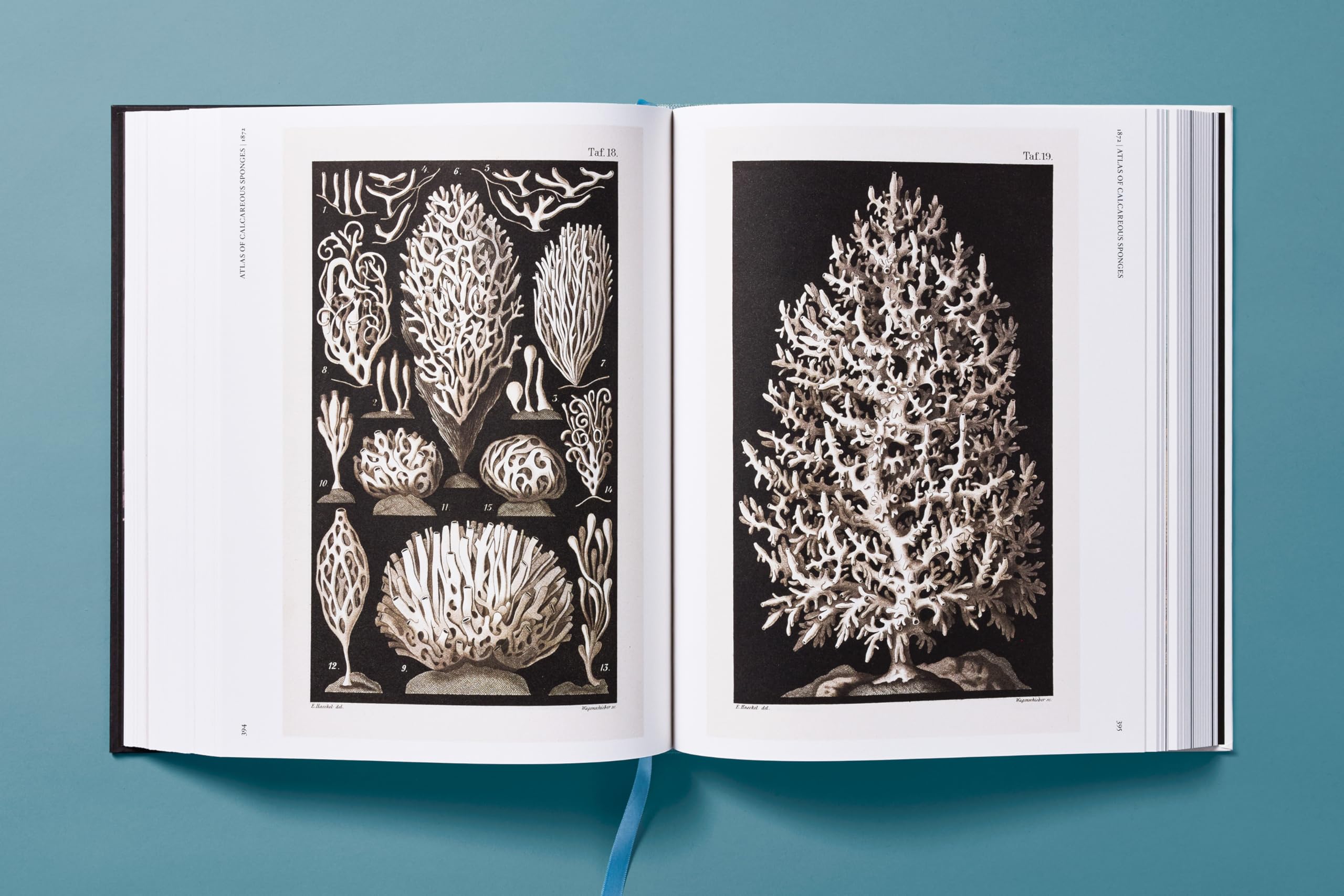 The Art and Science of Ernst Haeckel