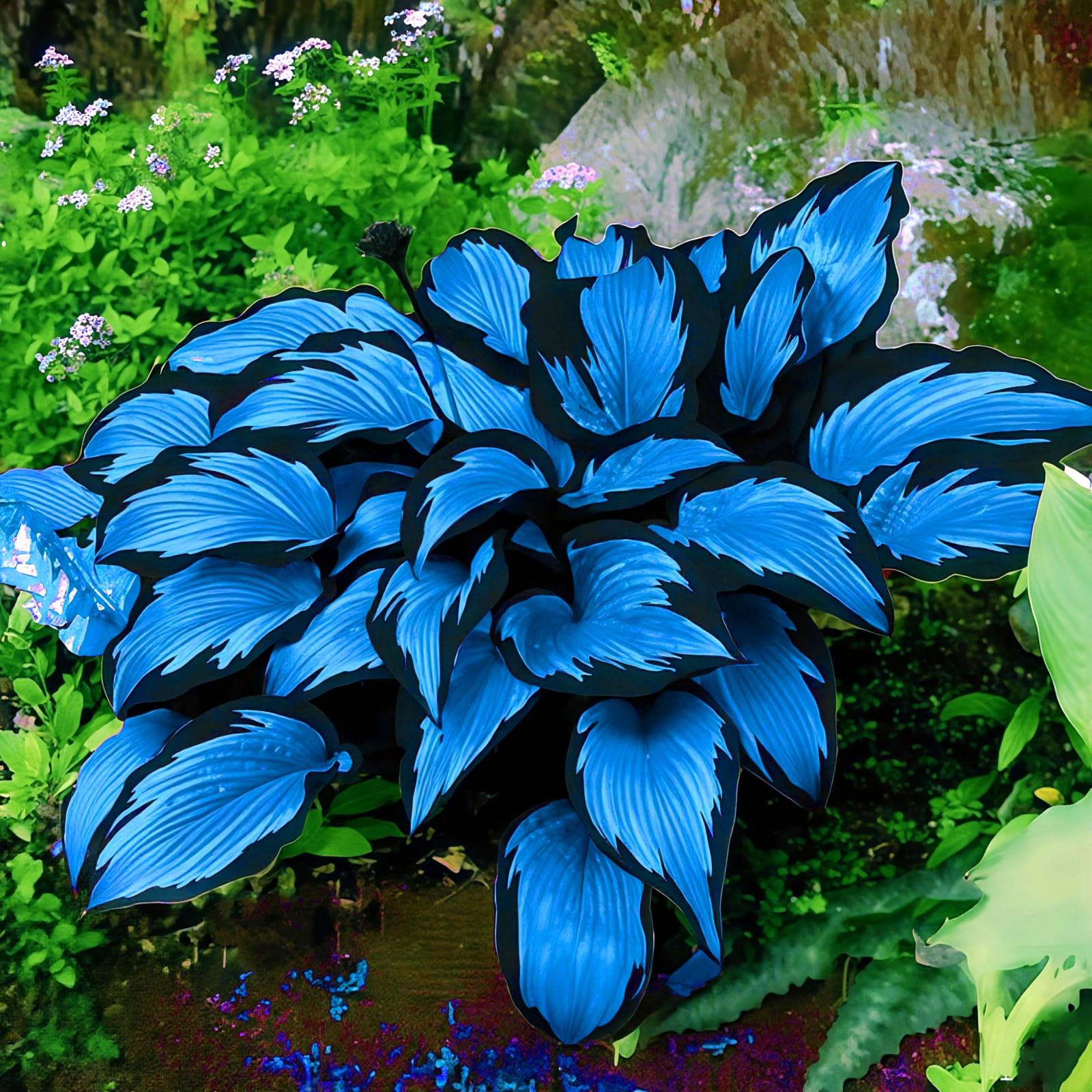 Hosta Perennial UK, Fragrant Flowers, Rare and Beautiful Hosta Bulbs in Bulk,Planting for Stunning Garden Displays-15 Bulbs-C