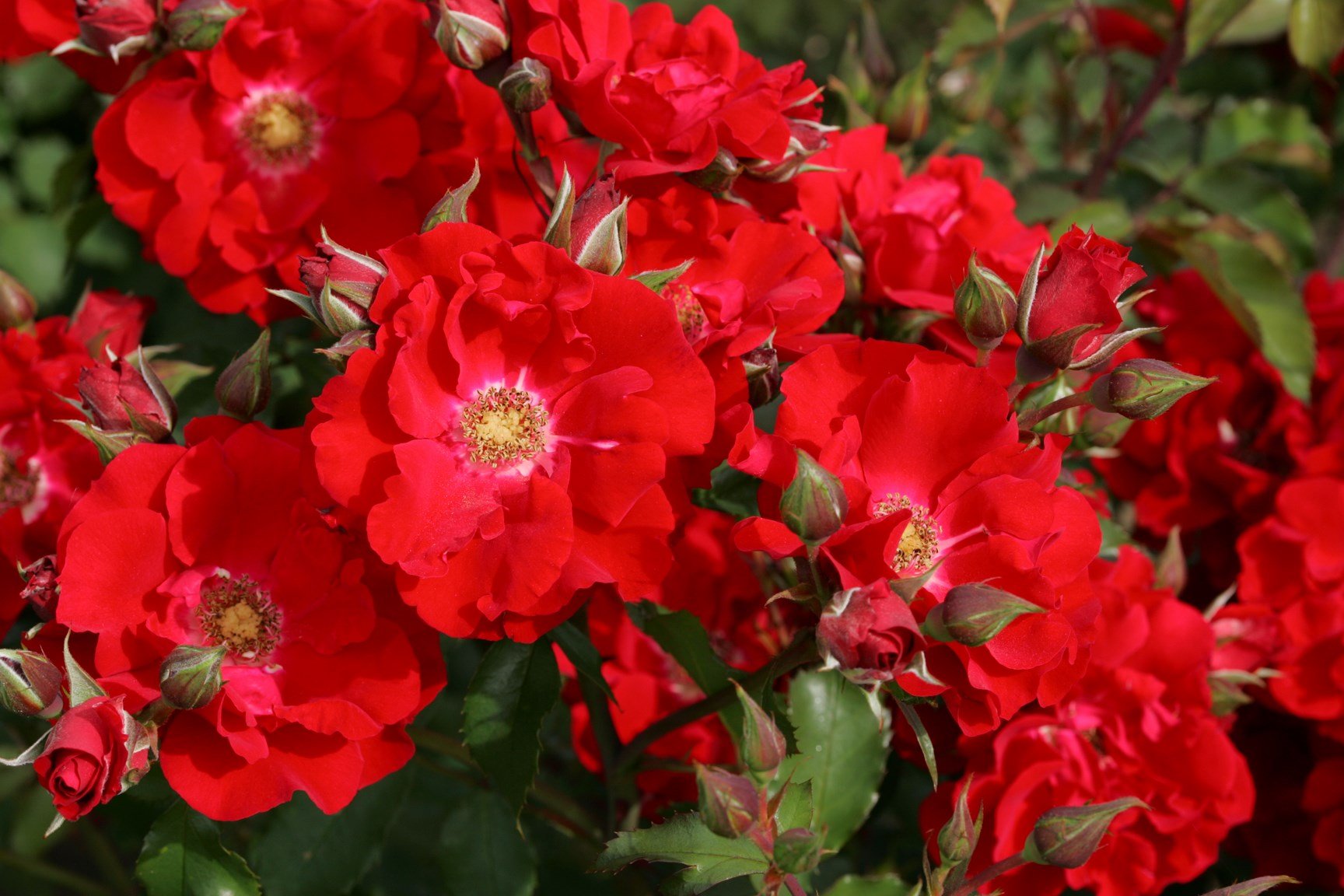 Strauchrose Roter Korsar im 7 Liter Rosentopf