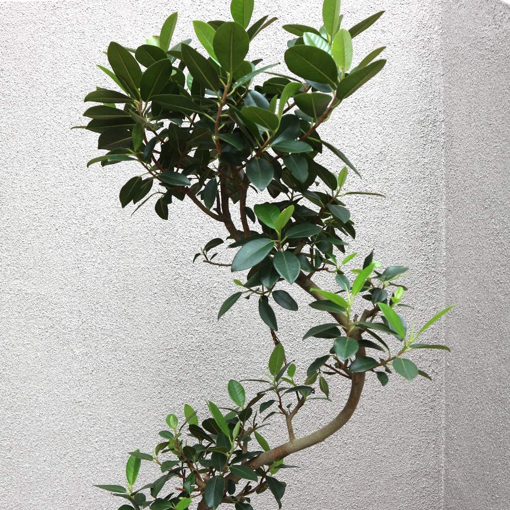Amazon｜ITANSE フランスゴム 観葉植物 大型 8号プラスチック鉢
