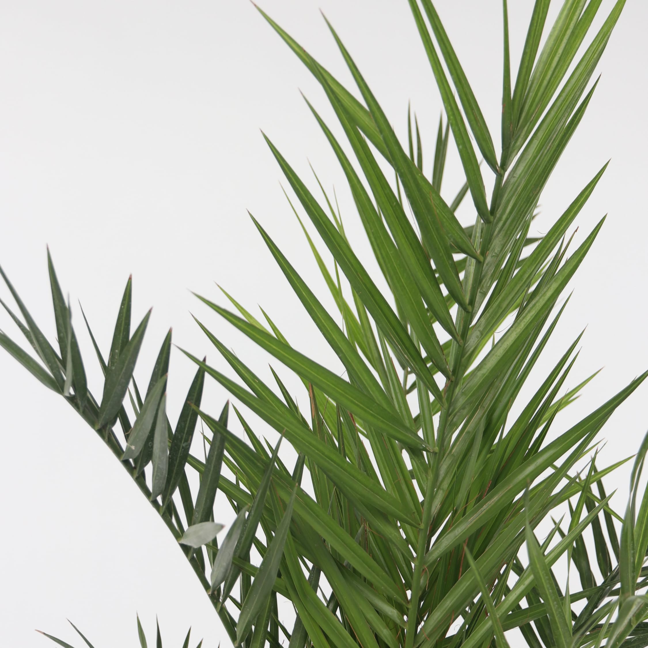 Phoenix Canariensis - Palmier dattier des Canaries - Pot 15cm - Hauteur 50-60cm - Résistant au froid - Palmier d'extérieur