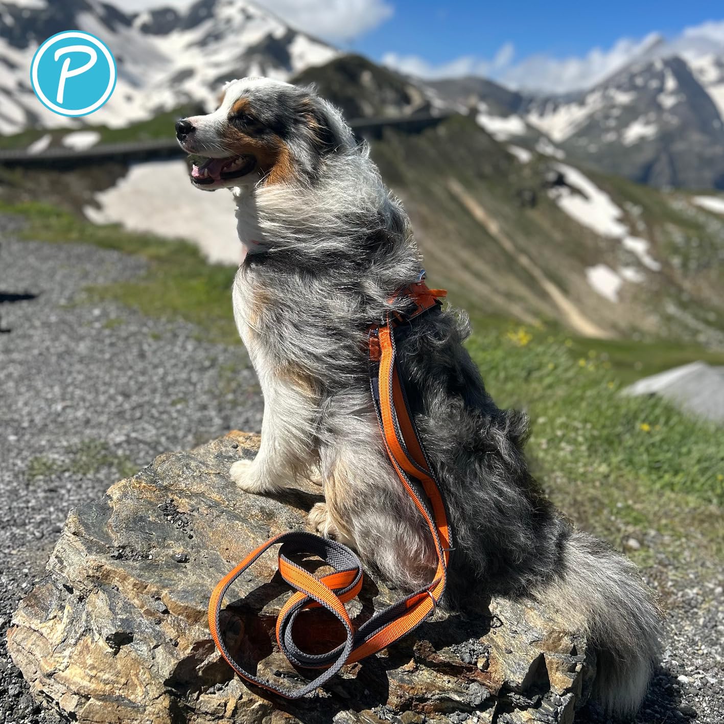Petlando Hundeleine Outdoor mit Sicherheitsgriff, Petrol, 300x3cm | Für große Hunde, 3-fach verstellbare Führleine, reflektierend, weiche Mesh-Polsterung, starke Karabiner, Umhängeleine