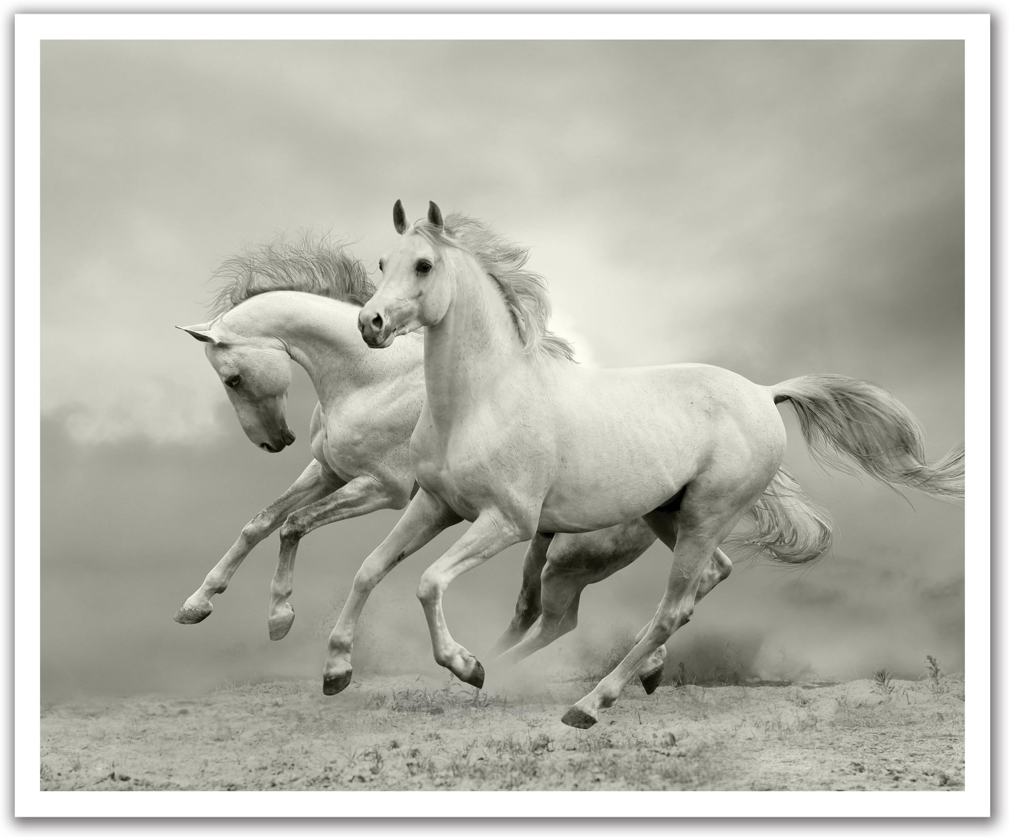 JP London POS2378 uStrip Peel and Stick Removable Wall Decal Sticker Mural Wild White Stallion Horses Range, 24-Inch by 19.75-Inch