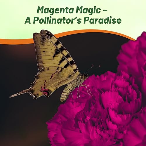 Miniatura 6 de Outsidepride Dianthus Carnation Chabaud La France Garden Cut Flower - 2000 Semillas