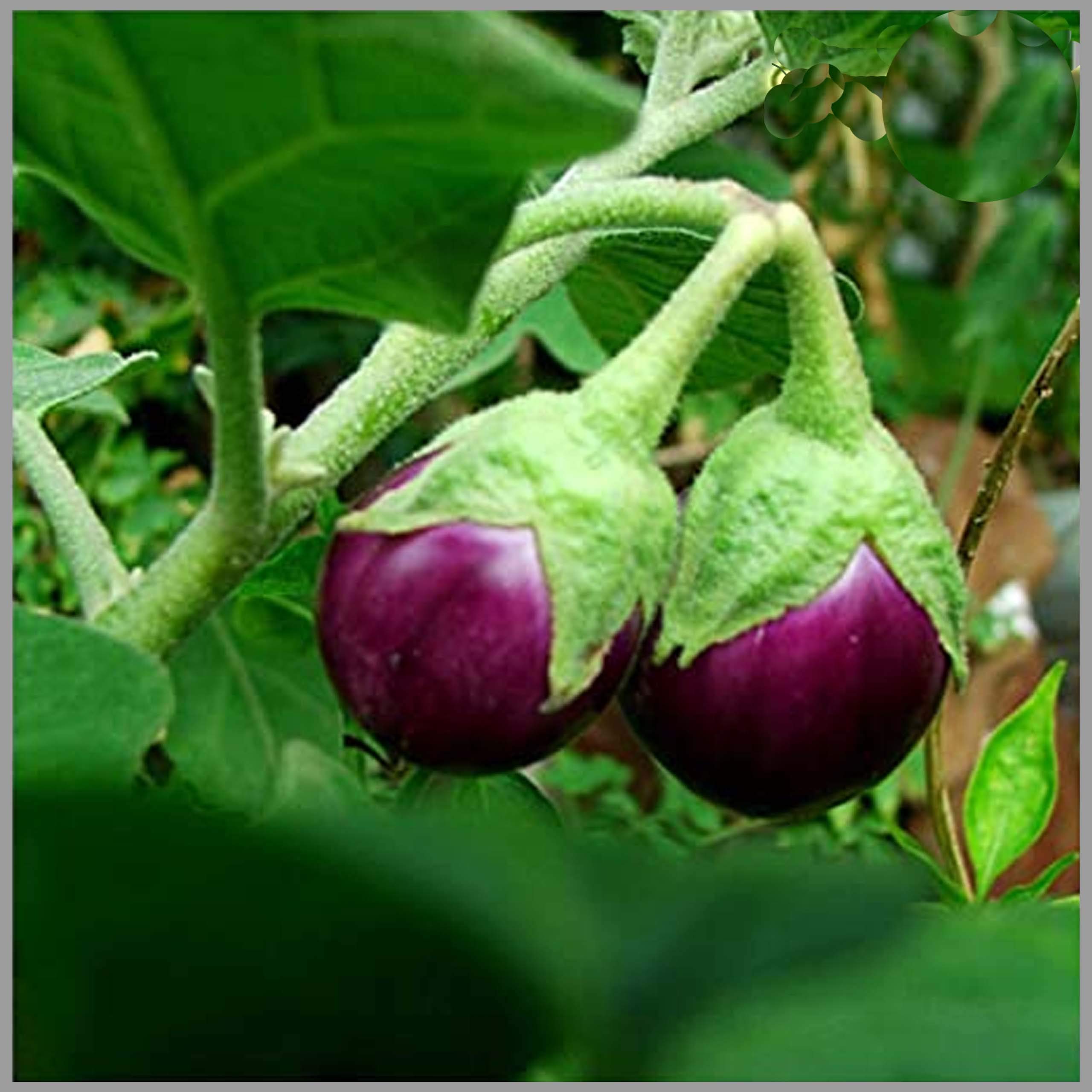 GardenHunt Brinjal Purple Round (Egg Plant) Seeds (Pack of 100 Seeds) - GardenHunt (B087PKYRB8) Amazon Price History, Amazon Price Tracker