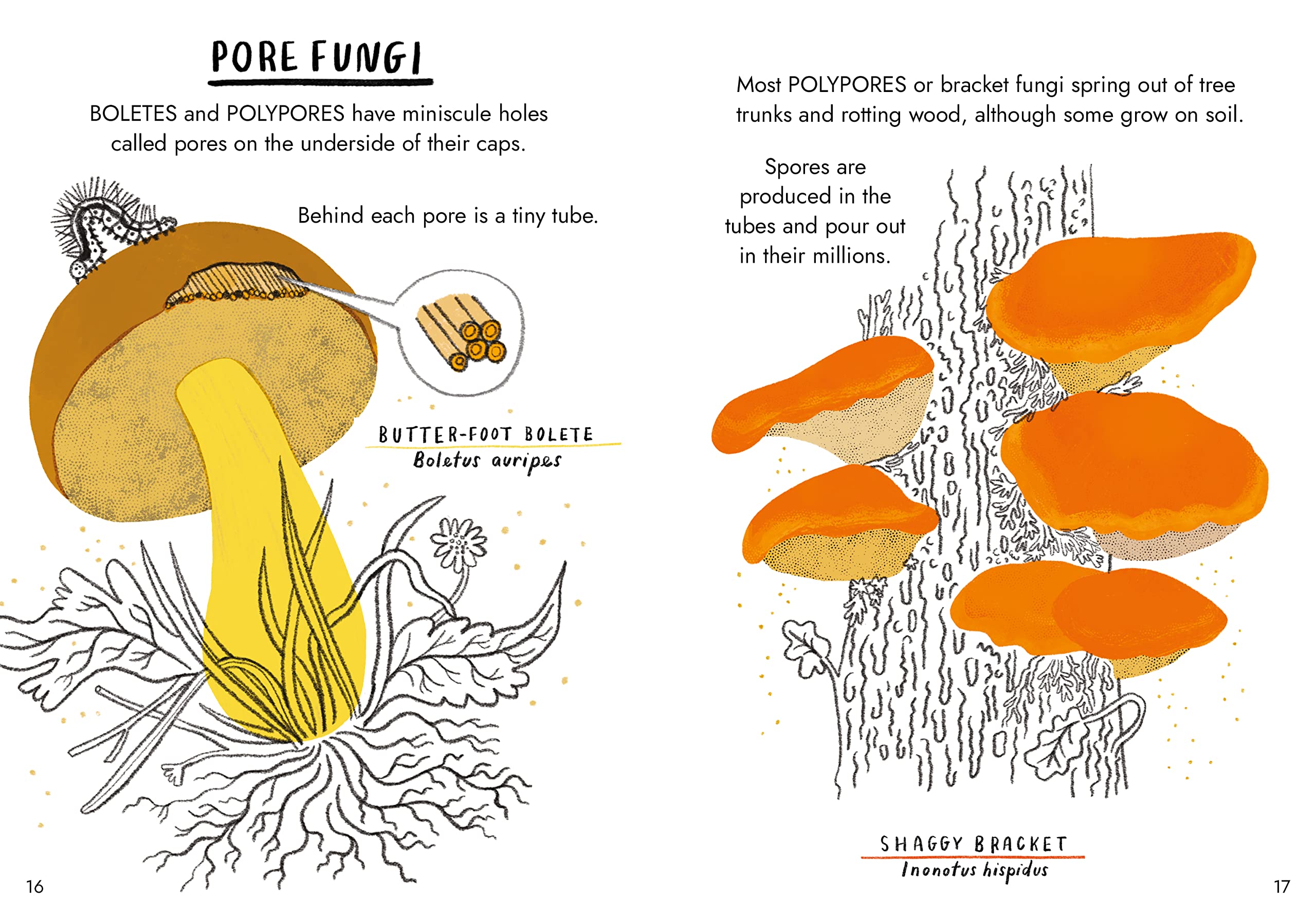 Hello Fungi A Little Guide to Nature /anglais
