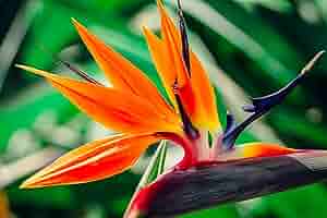 【新品】Aloha Blossom Birds Of Paradise 42 BIRDS OF PARADISE