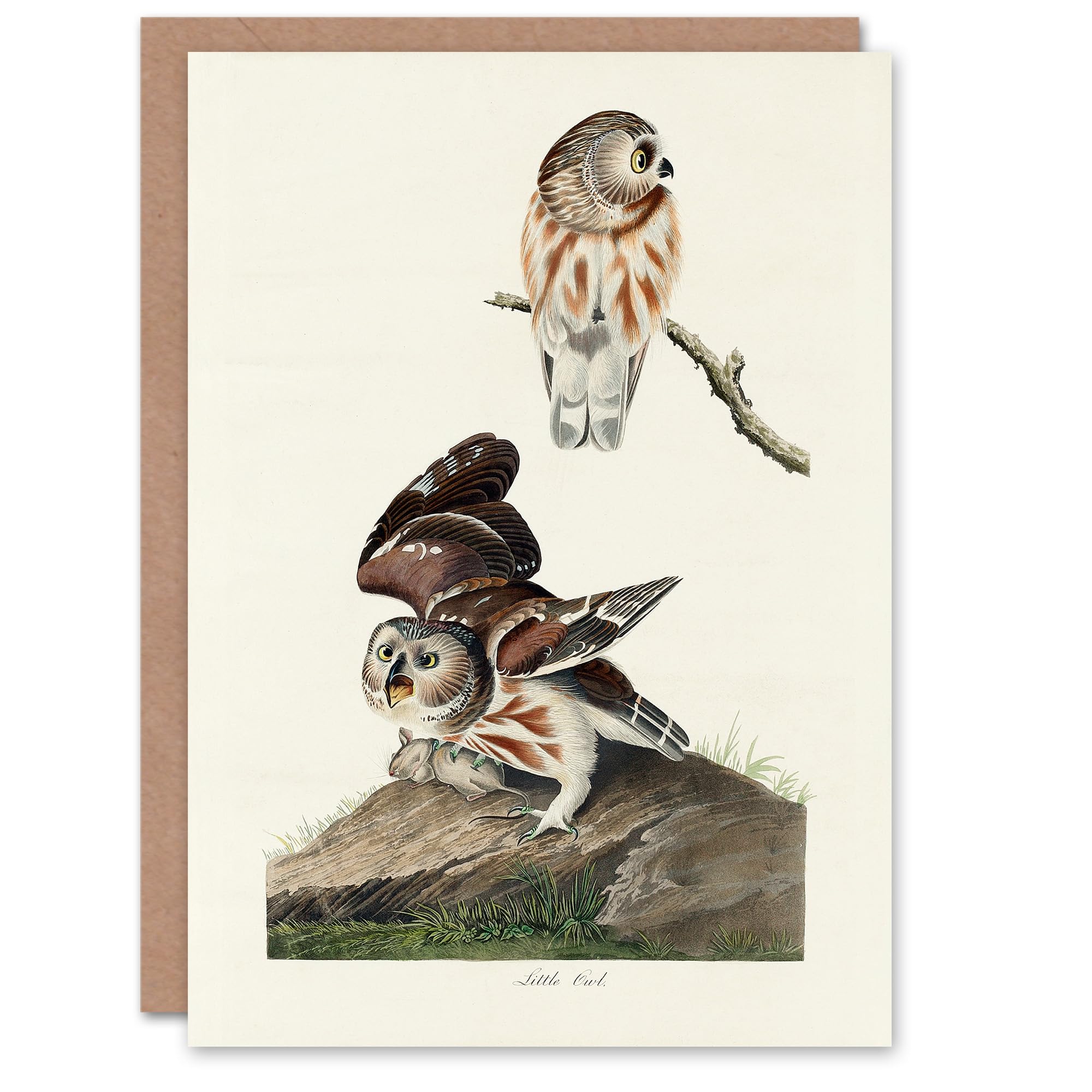 Artery8 - Greeting Card - Little Owls in White