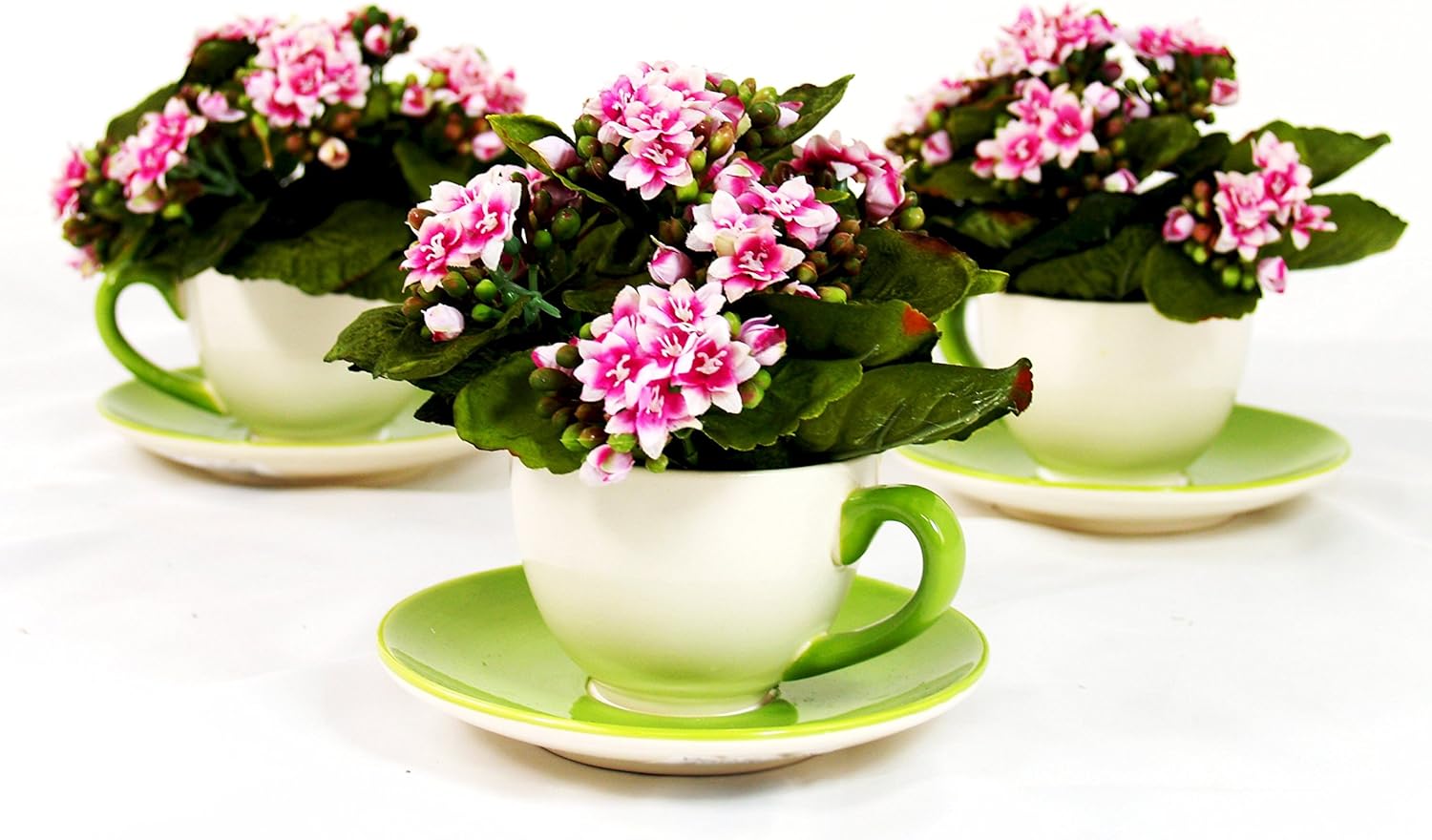 Creative Displays Variegated Kalanchoe in Tea Cup Home