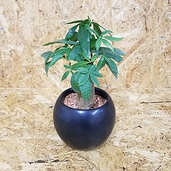 Amazon｜新セラミス植え パキラ 観葉植物 虫がこない